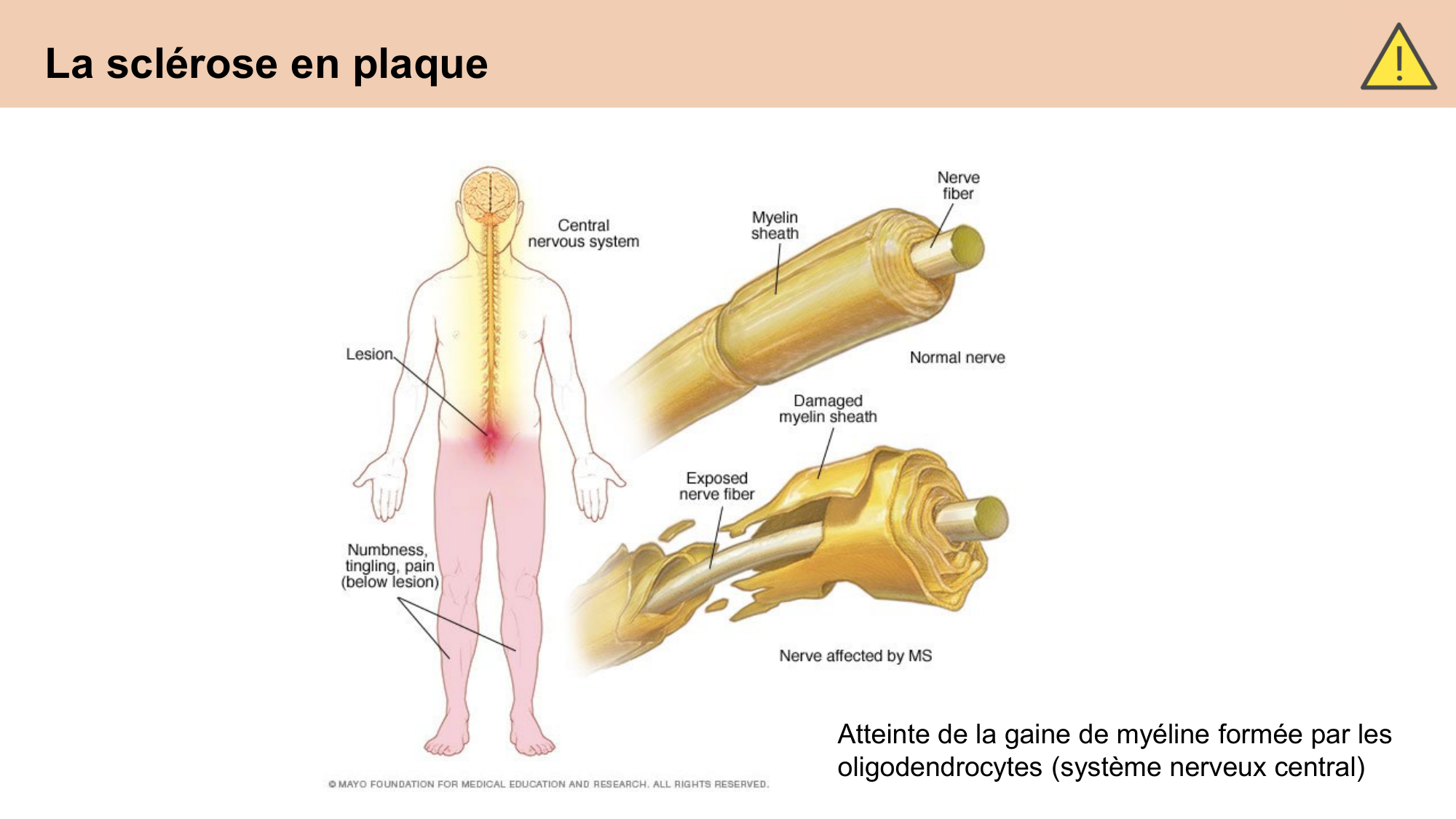CARLETON cours 2025 Transmission Synaptique Plasticité 1 page 5