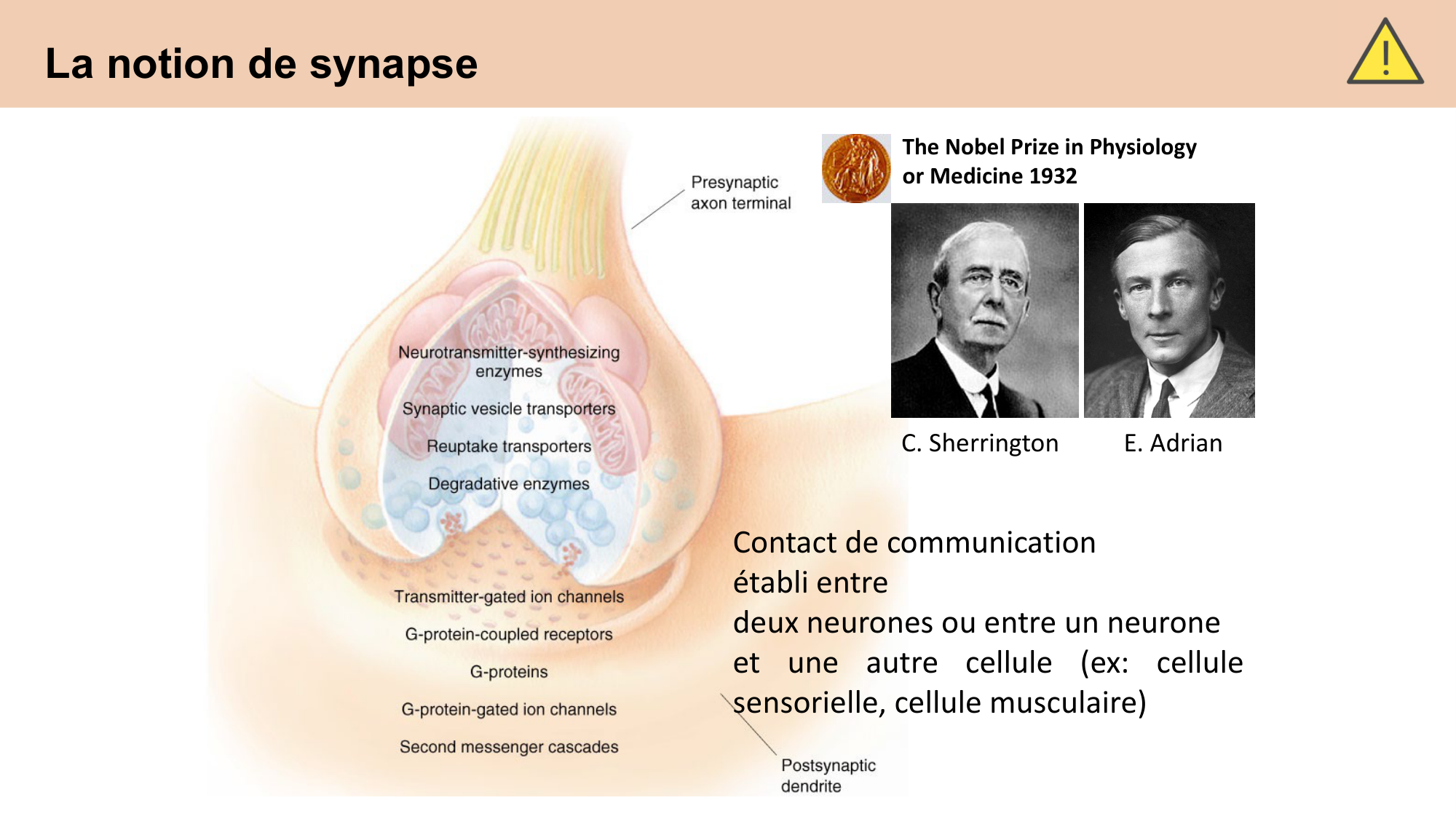 CARLETON cours 2025 Transmission Synaptique Plasticité 1 page 6