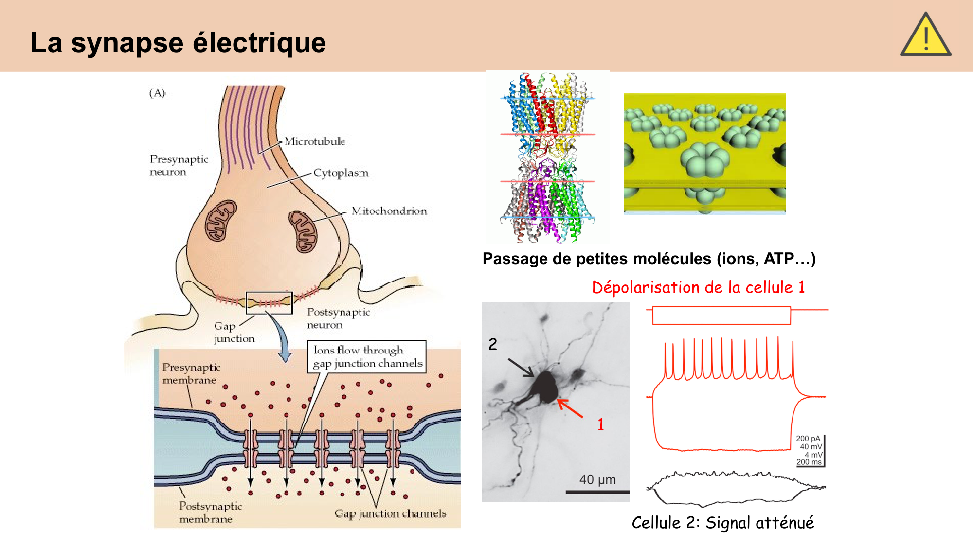CARLETON cours 2025 Transmission Synaptique Plasticité 1 page 7