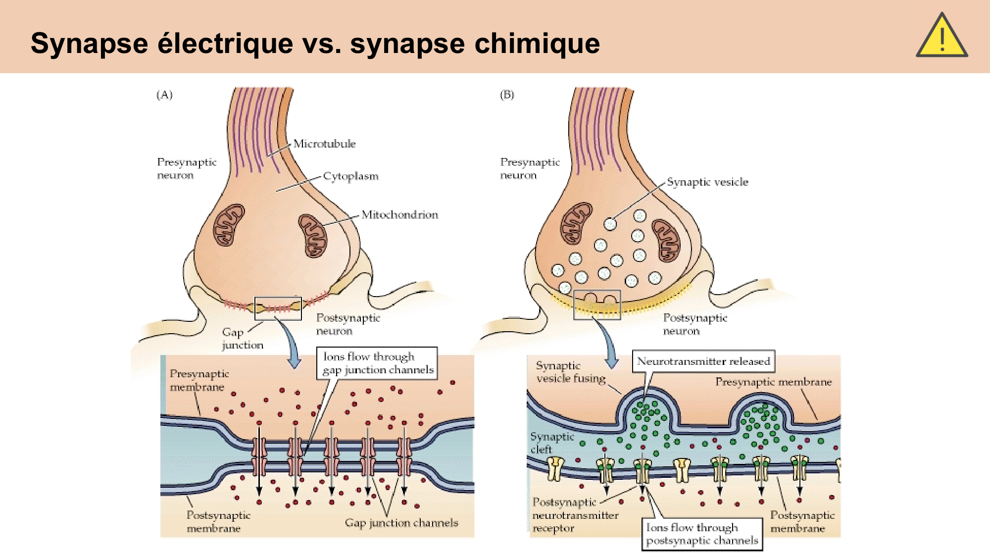 CARLETON cours 2025 Transmission Synaptique Plasticité 1 page 8