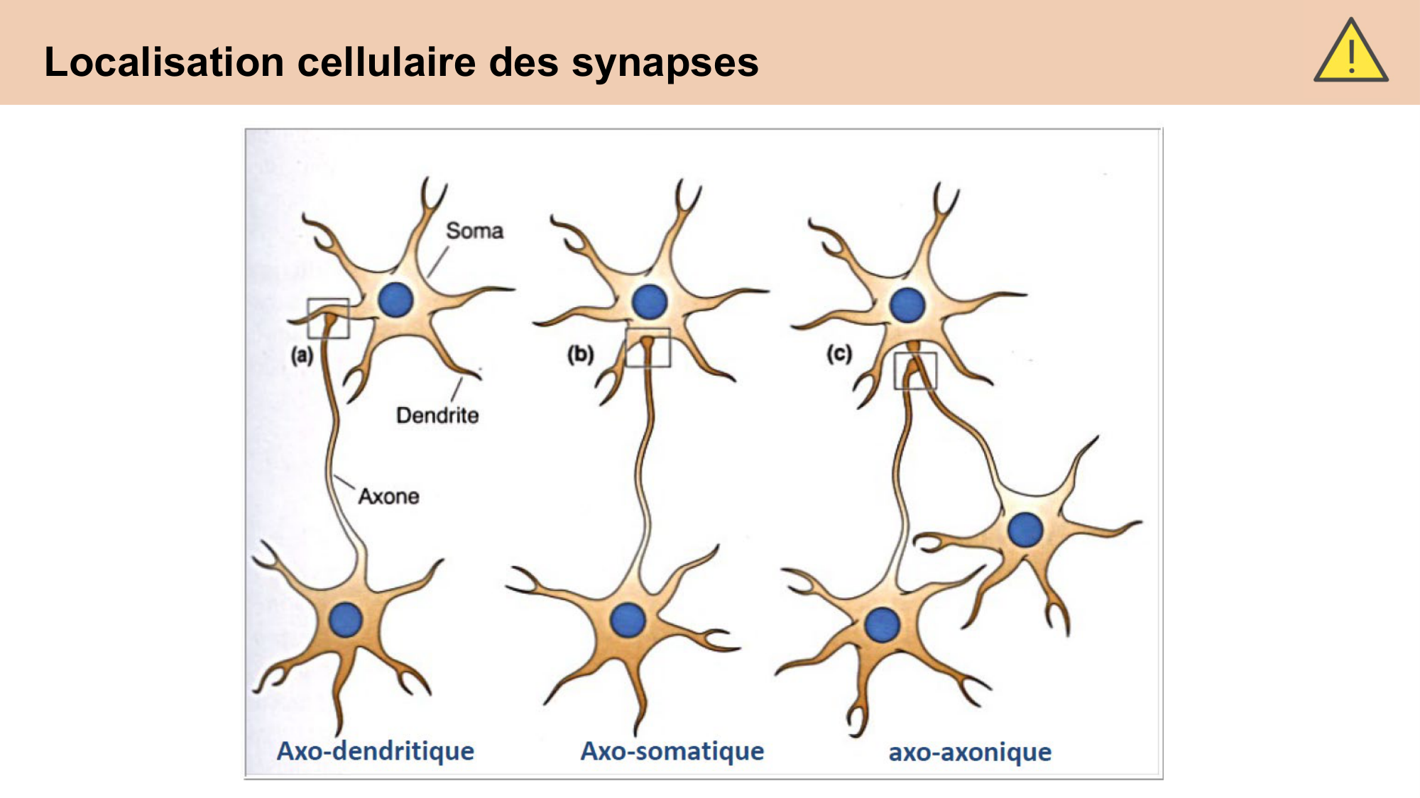 CARLETON cours 2025 Transmission Synaptique Plasticité 1 page 9
