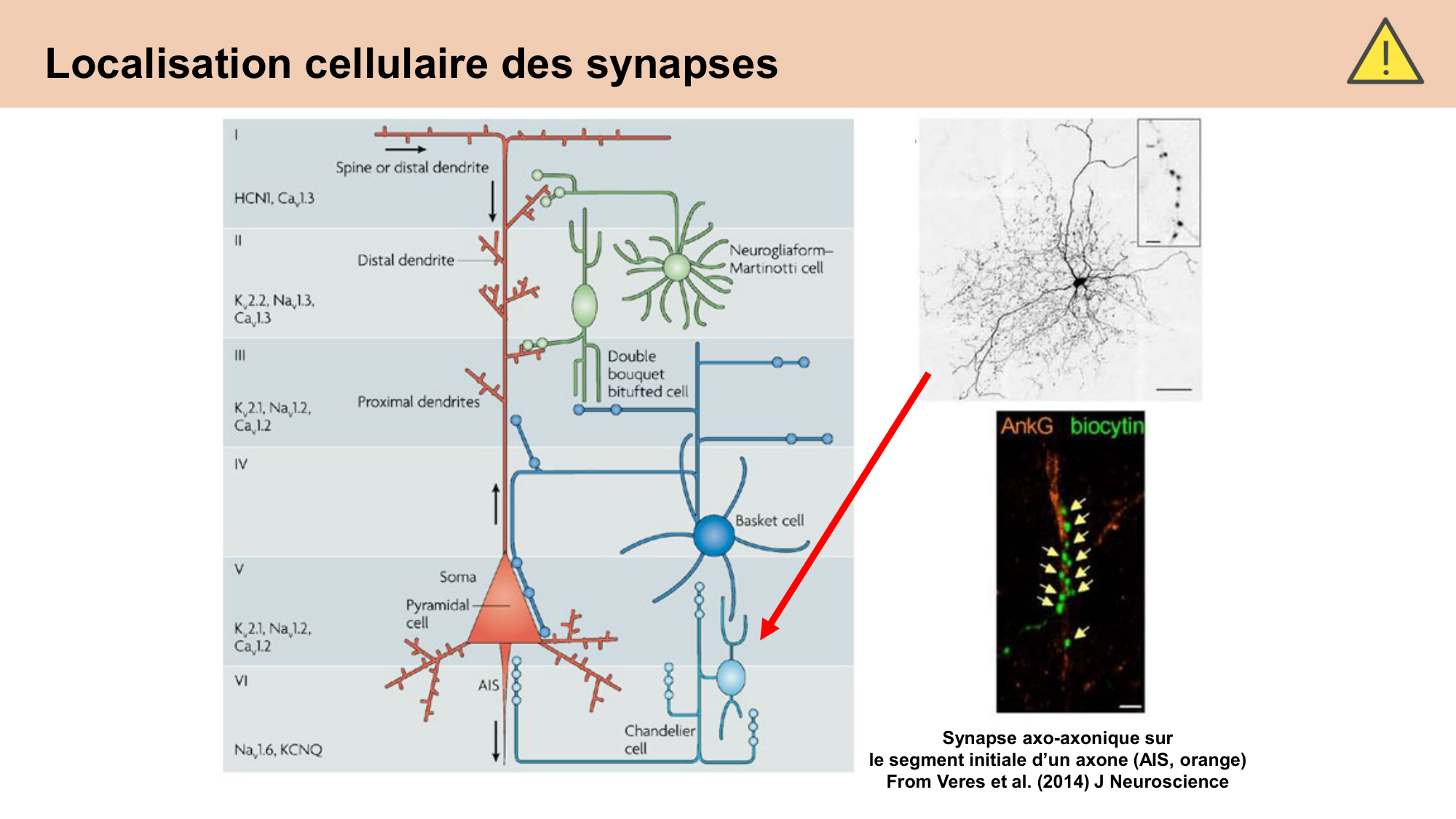 CARLETON cours 2025 Transmission Synaptique Plasticité 1 page 10