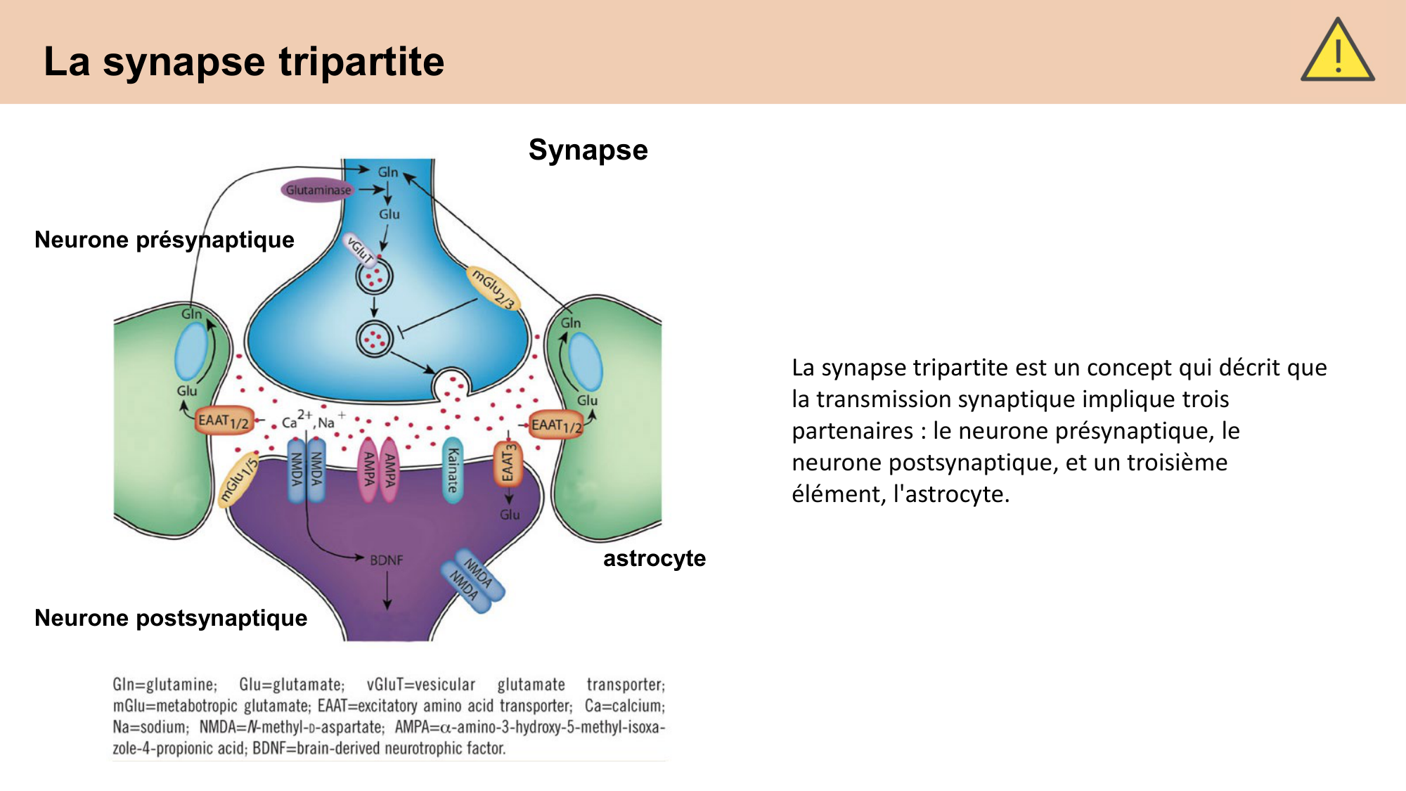 CARLETON cours 2025 Transmission Synaptique Plasticité 1 page 12
