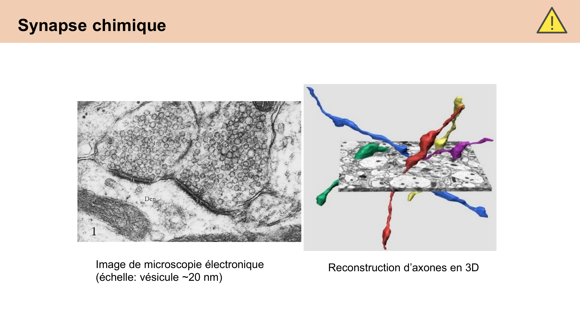 CARLETON cours 2025 Transmission Synaptique Plasticité 1 page 13