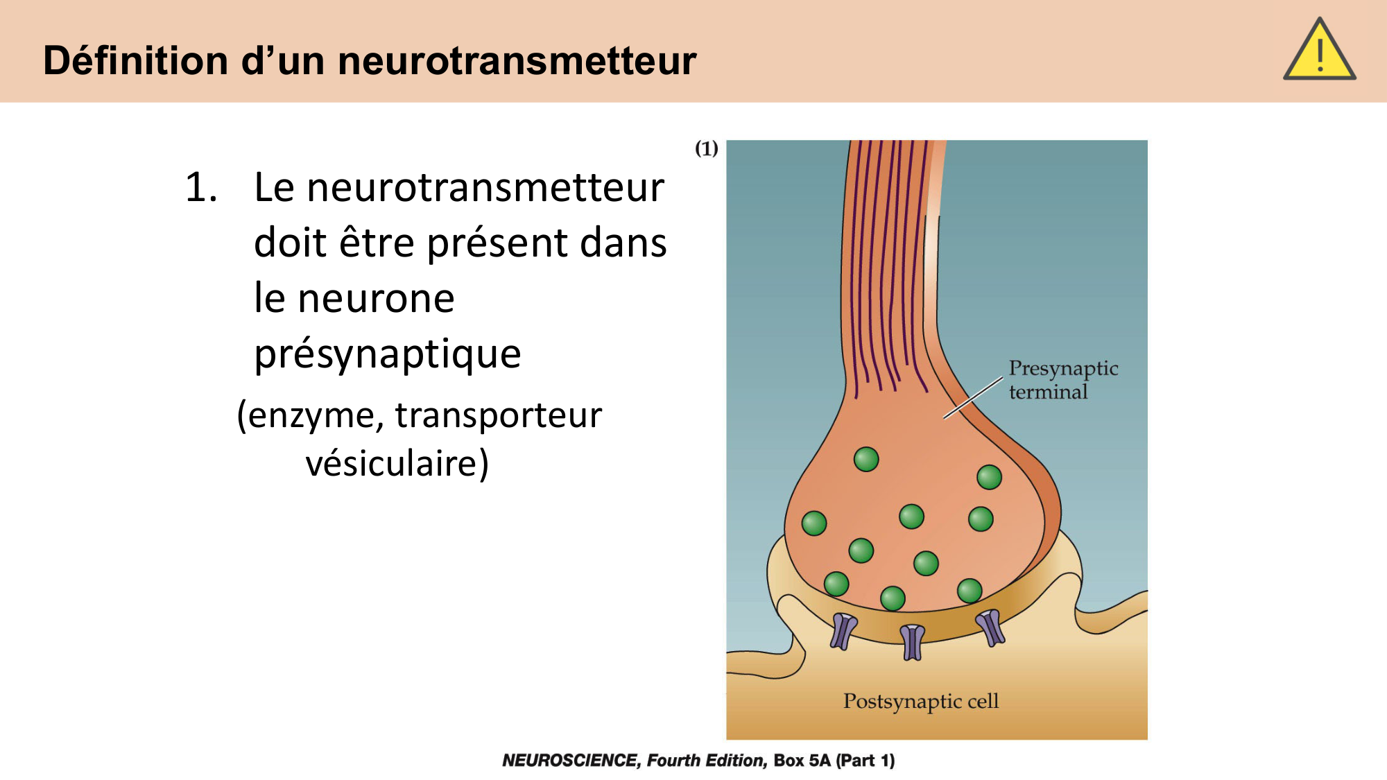 CARLETON cours 2025 Transmission Synaptique Plasticité 1 page 14