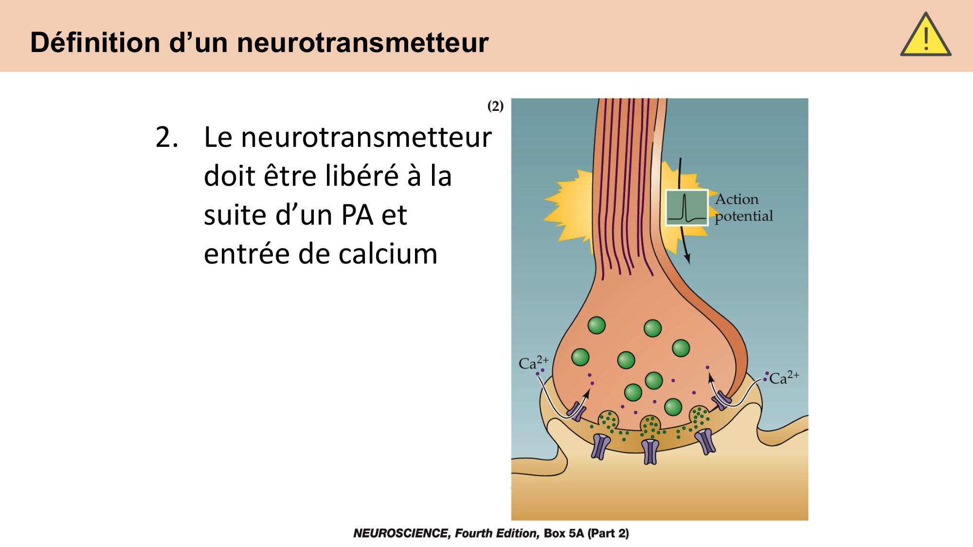 CARLETON cours 2025 Transmission Synaptique Plasticité 1 page 15