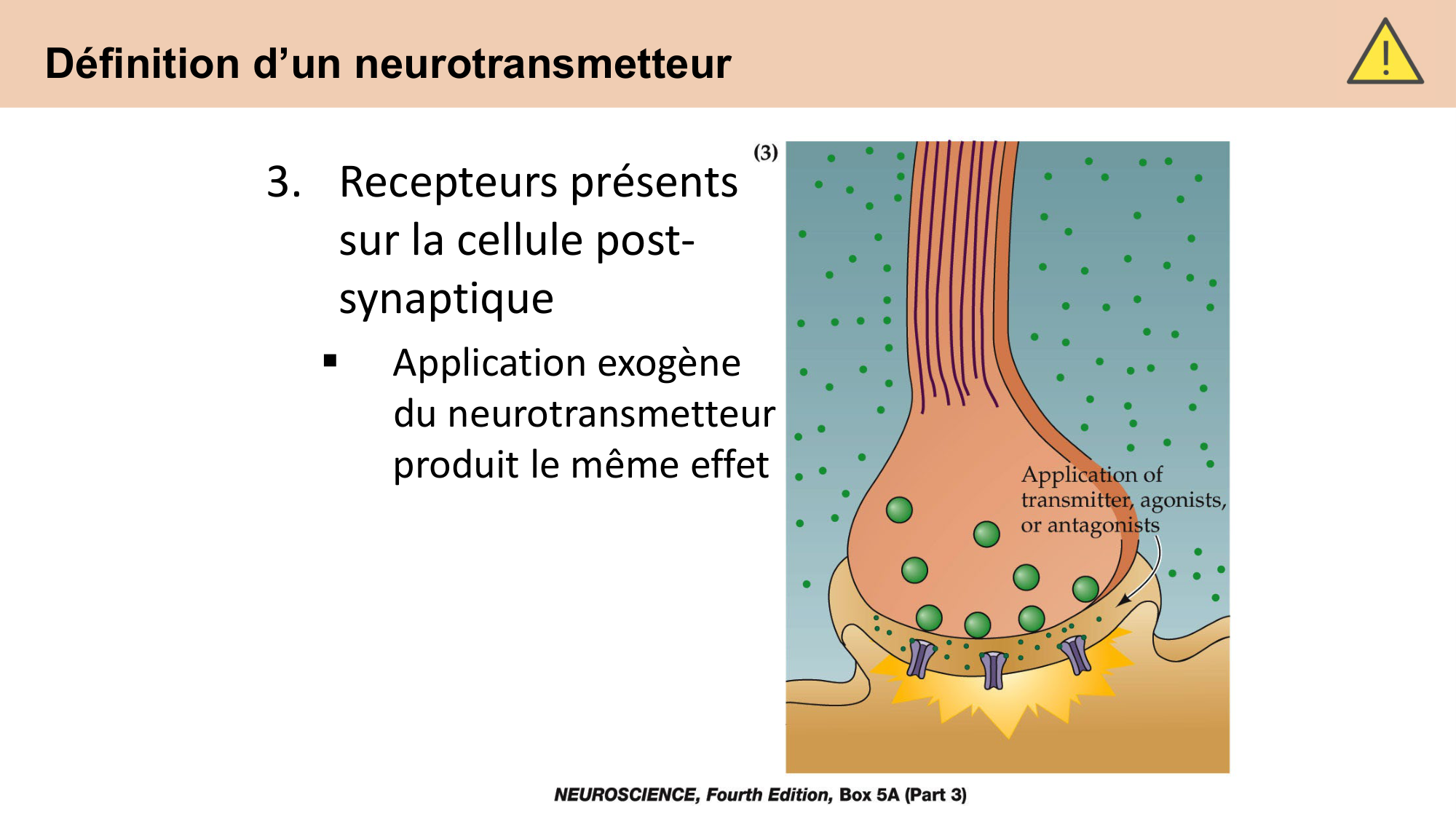 CARLETON cours 2025 Transmission Synaptique Plasticité 1 page 16