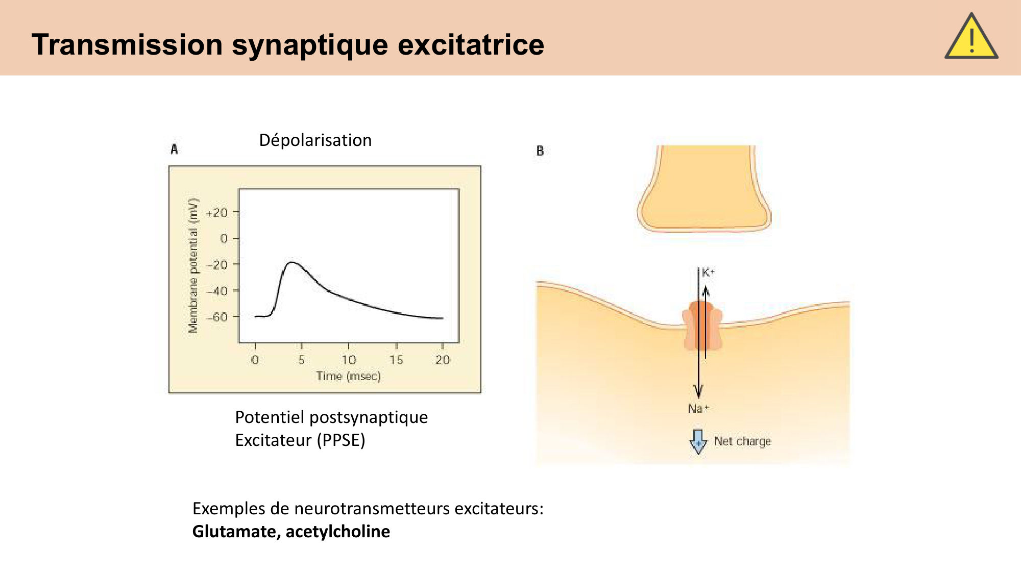 CARLETON cours 2025 Transmission Synaptique Plasticité 1 page 18