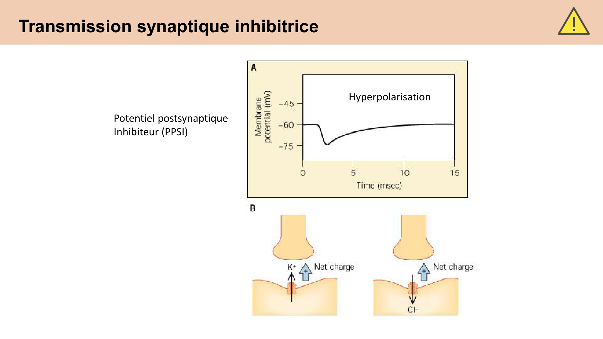CARLETON cours 2025 Transmission Synaptique Plasticité 1 page 19
