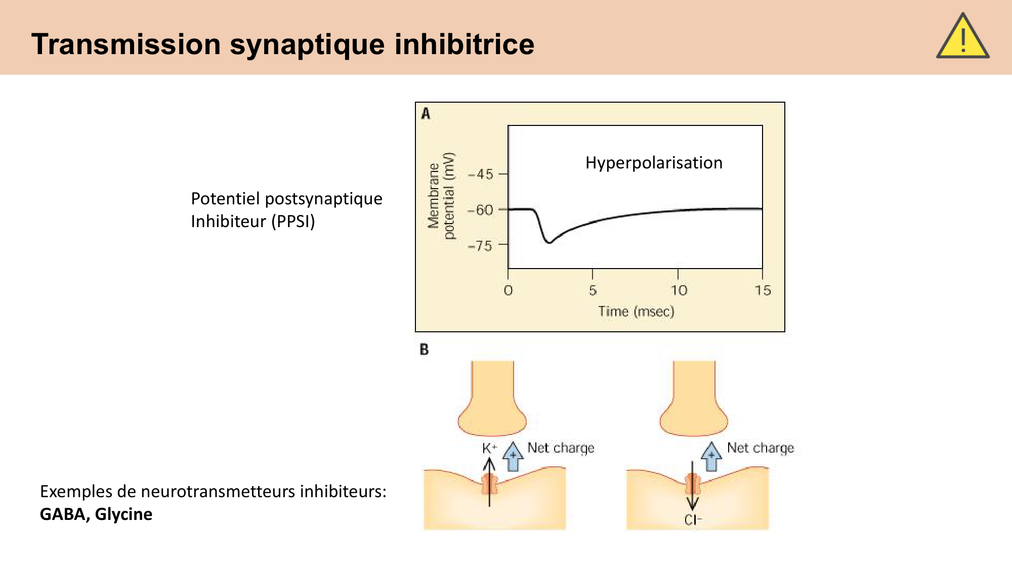 CARLETON cours 2025 Transmission Synaptique Plasticité 1 page 20