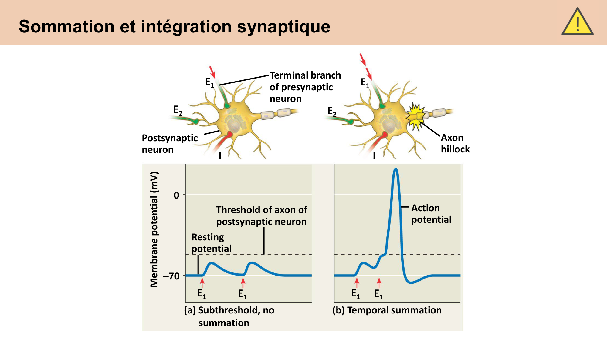 CARLETON cours 2025 Transmission Synaptique Plasticité 1 page 21