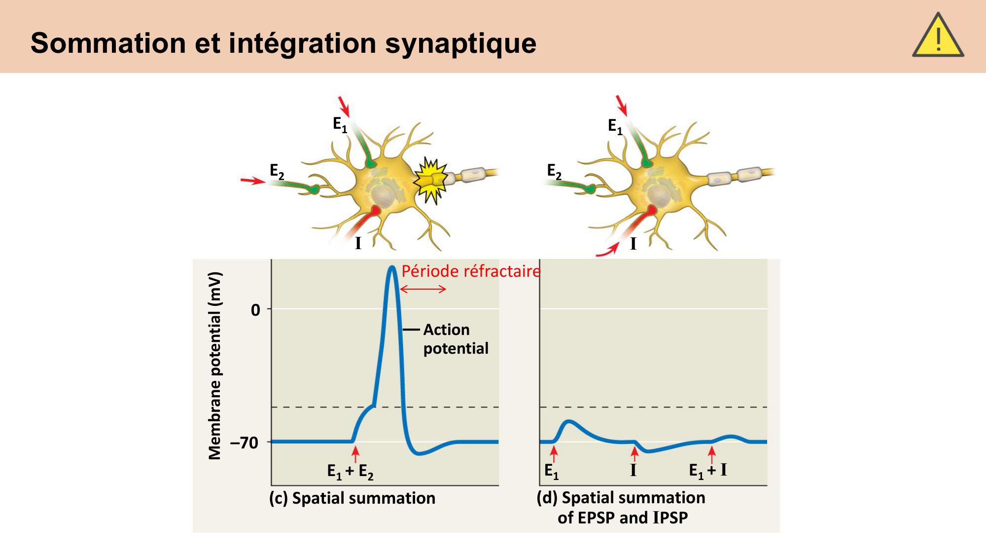 CARLETON cours 2025 Transmission Synaptique Plasticité 1 page 22