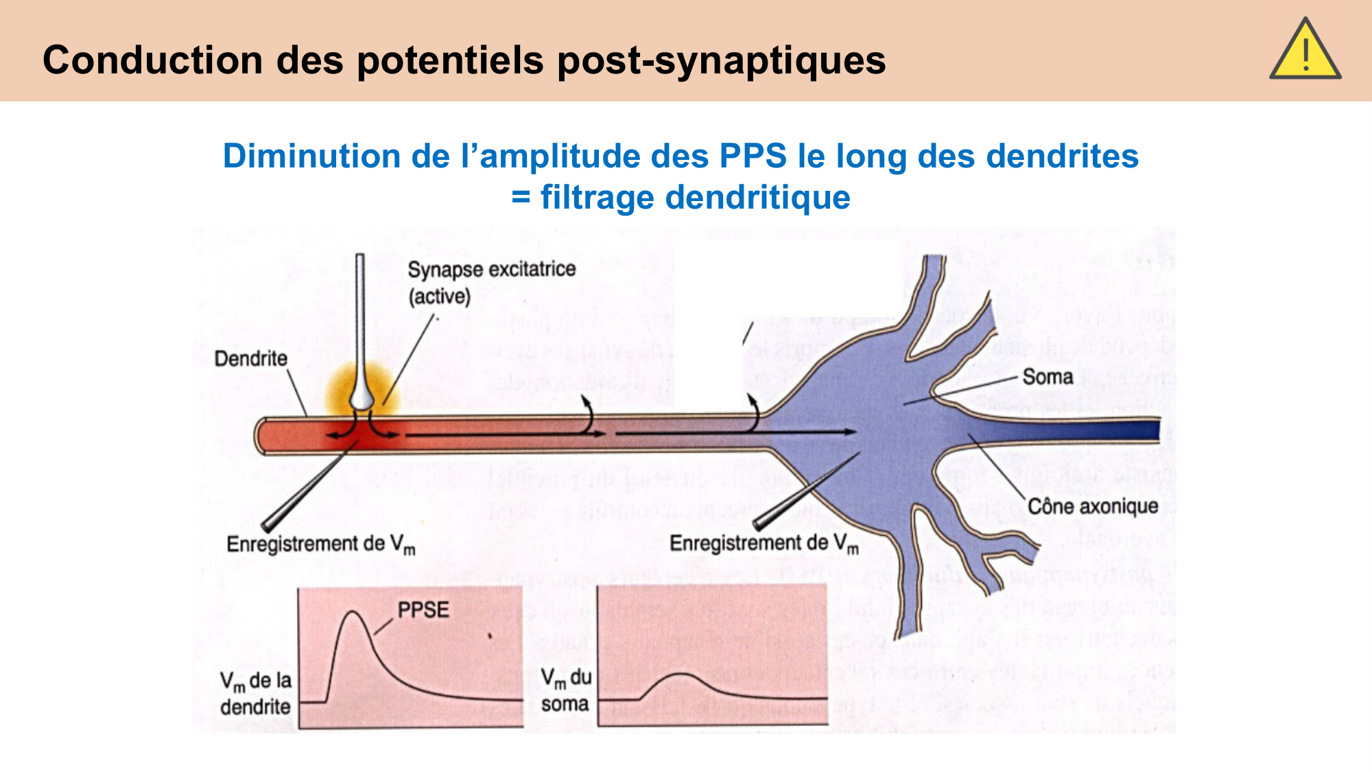 CARLETON cours 2025 Transmission Synaptique Plasticité 1 page 23