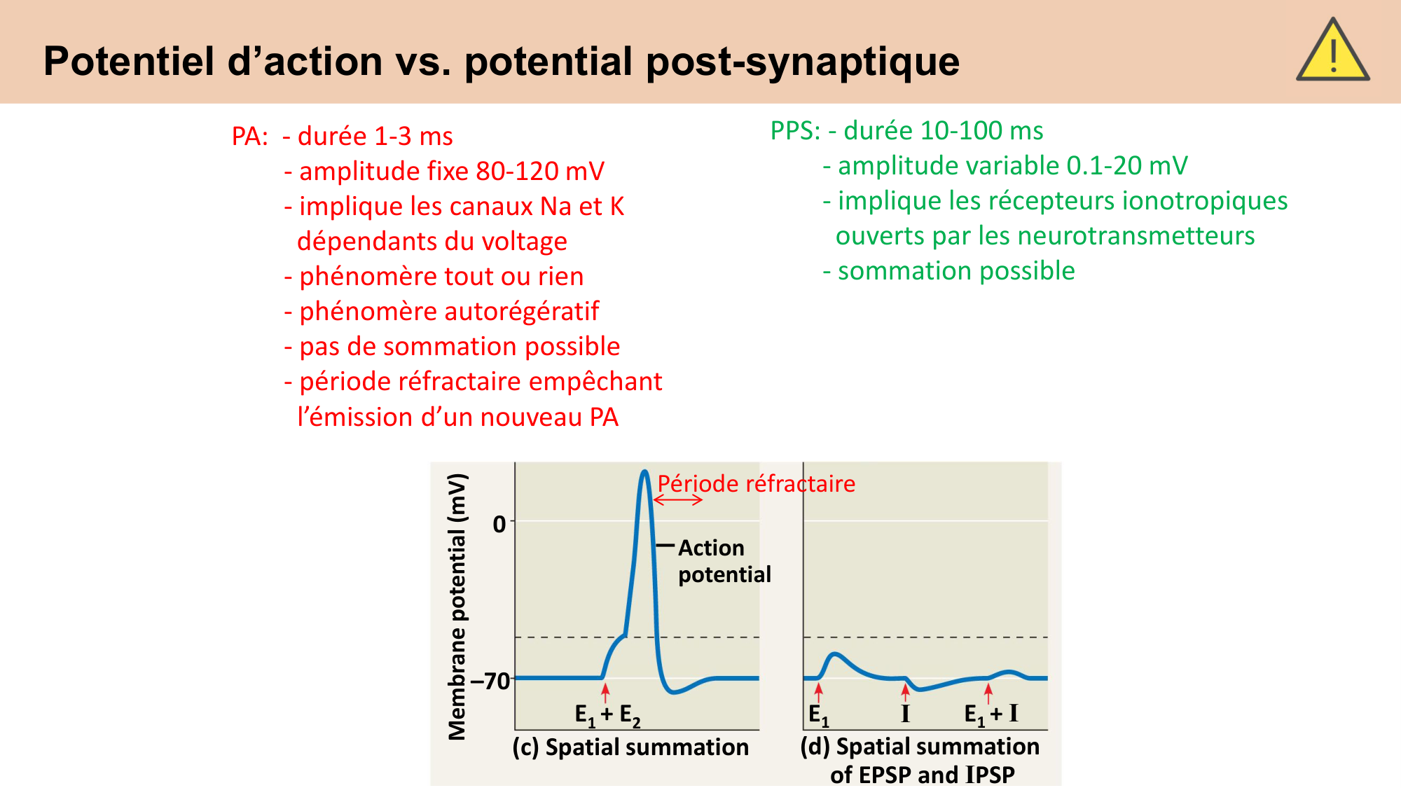 CARLETON cours 2025 Transmission Synaptique Plasticité 1 page 24