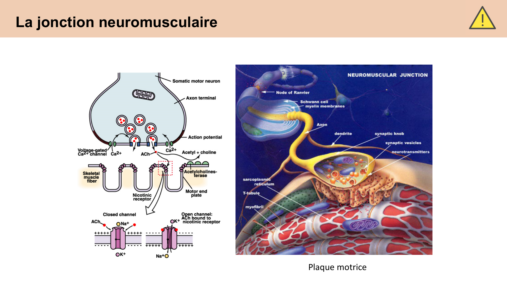 CARLETON cours 2025 Transmission Synaptique Plasticité 1 page 25