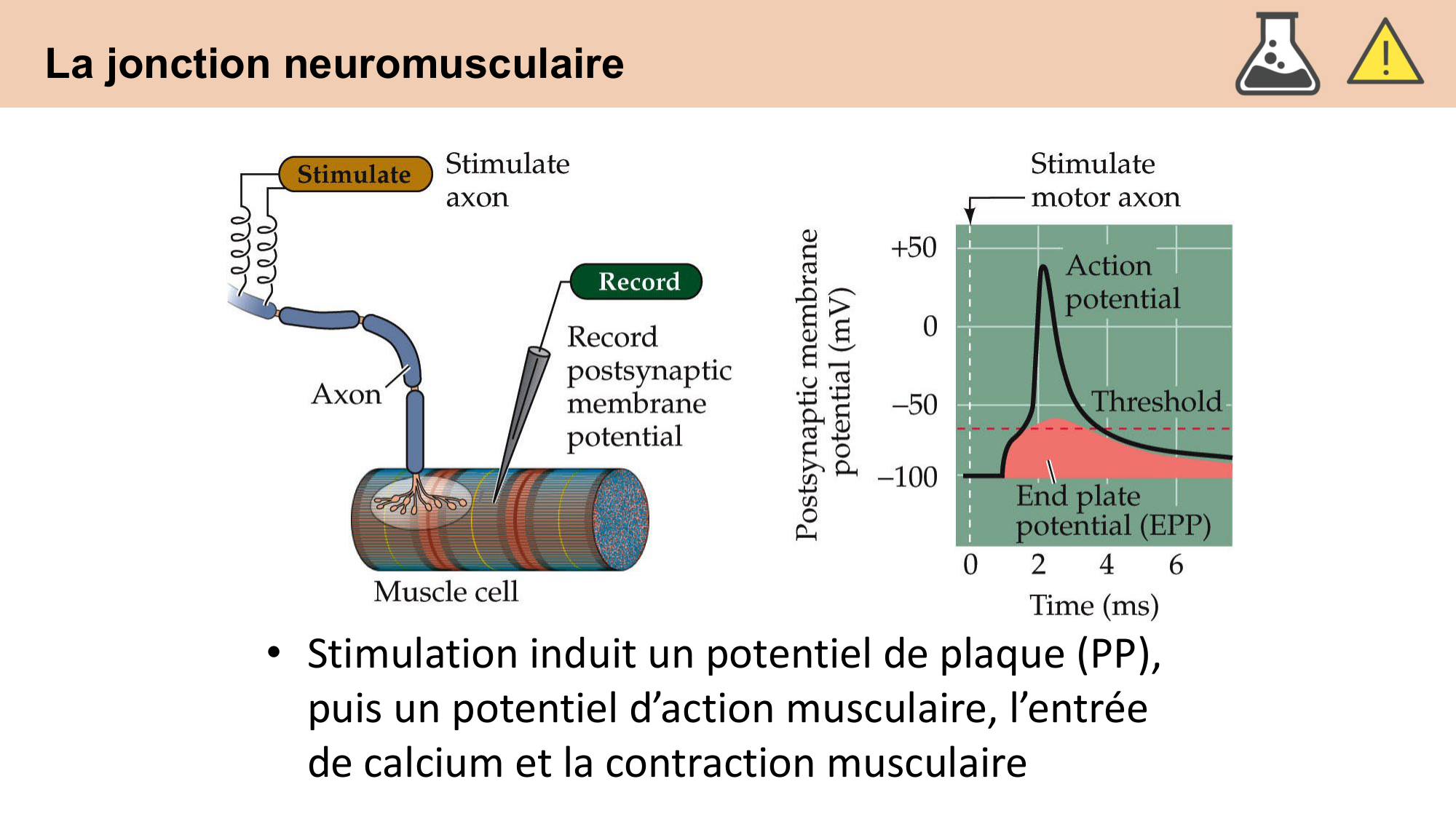 CARLETON cours 2025 Transmission Synaptique Plasticité 1 page 26