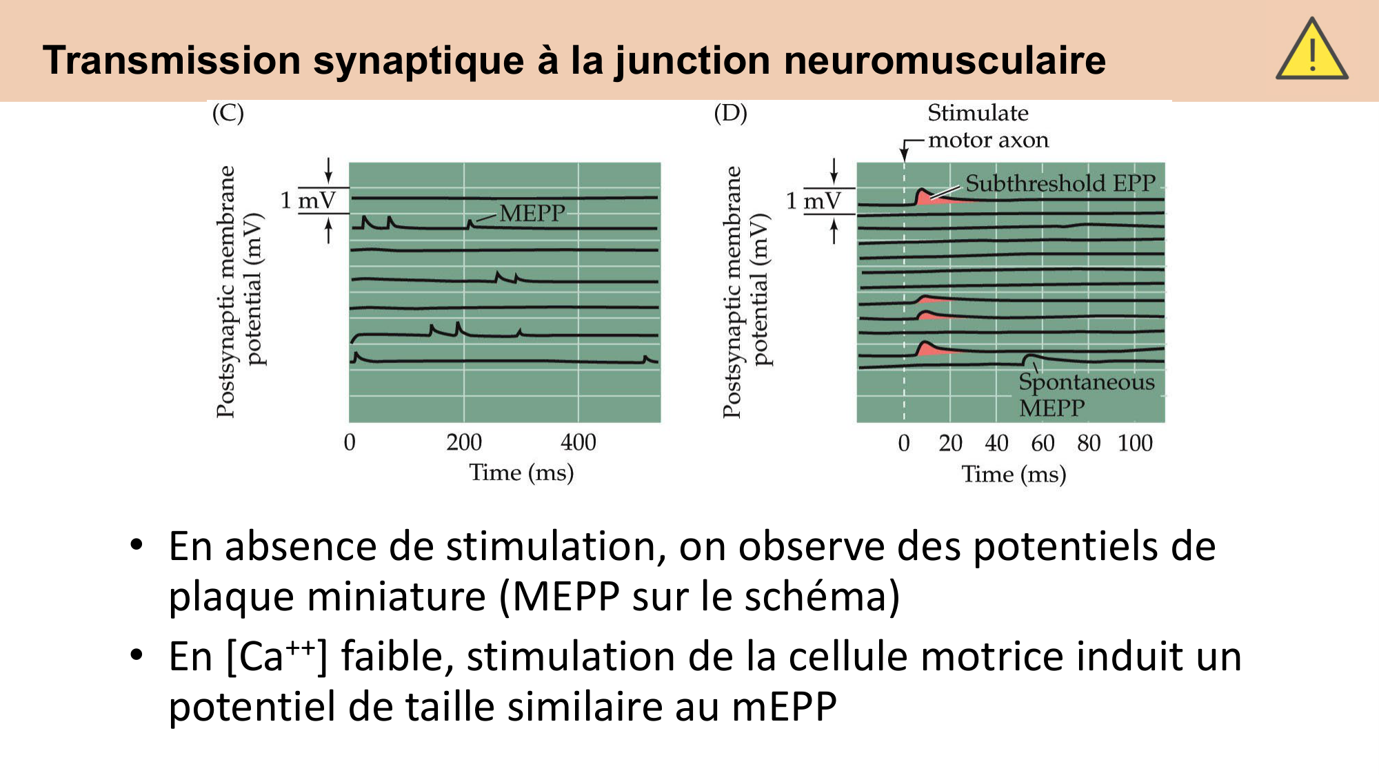 CARLETON cours 2025 Transmission Synaptique Plasticité 1 page 27