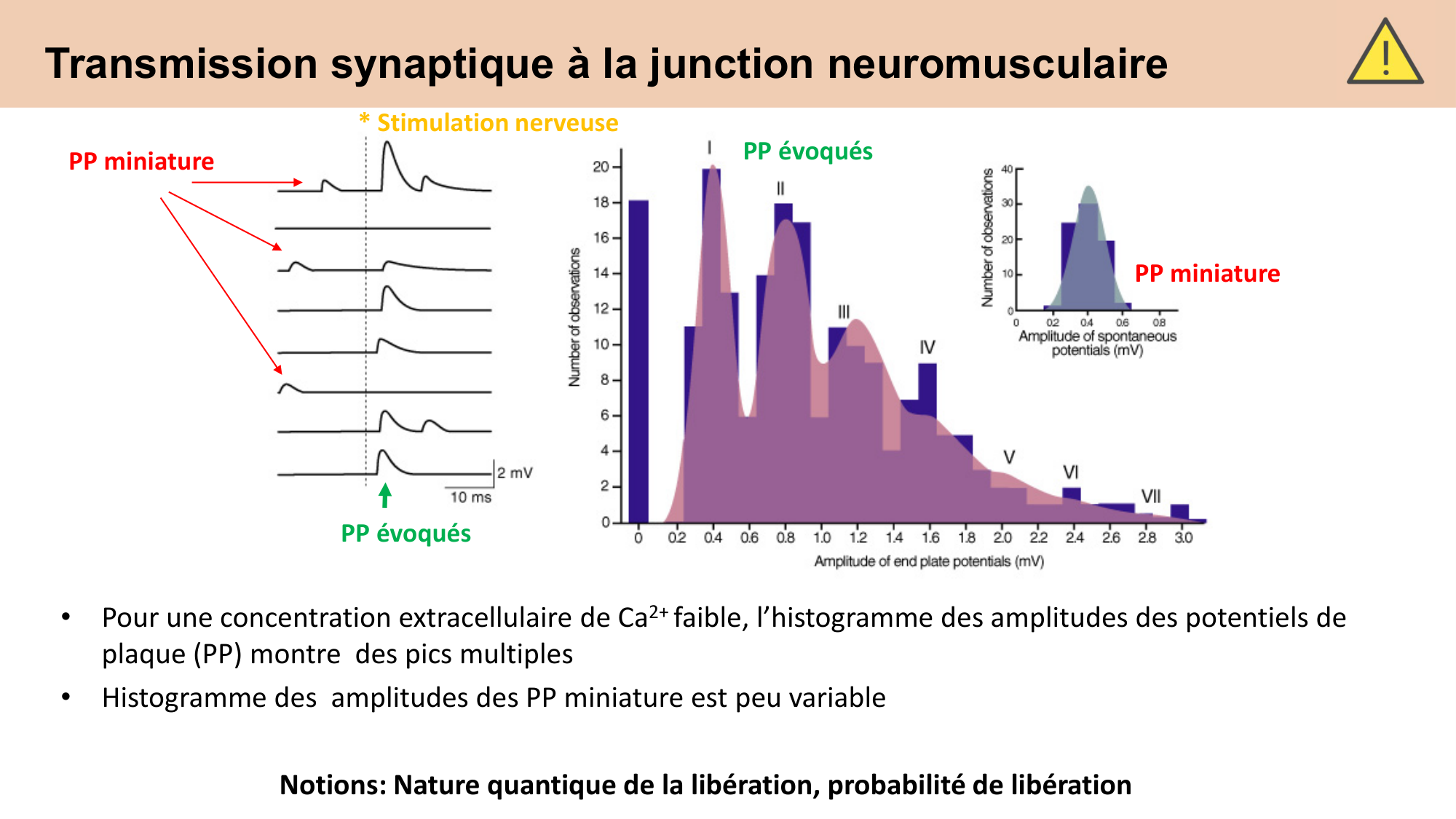 CARLETON cours 2025 Transmission Synaptique Plasticité 1 page 28