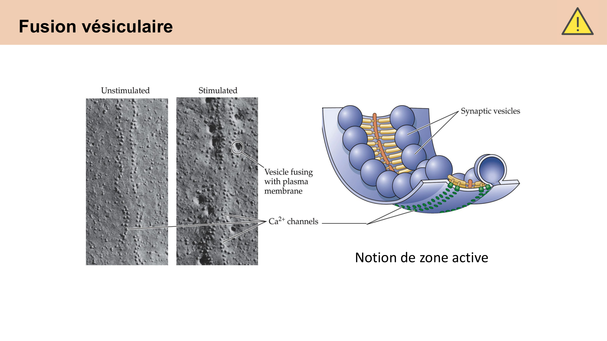 CARLETON cours 2025 Transmission Synaptique Plasticité 1 page 31