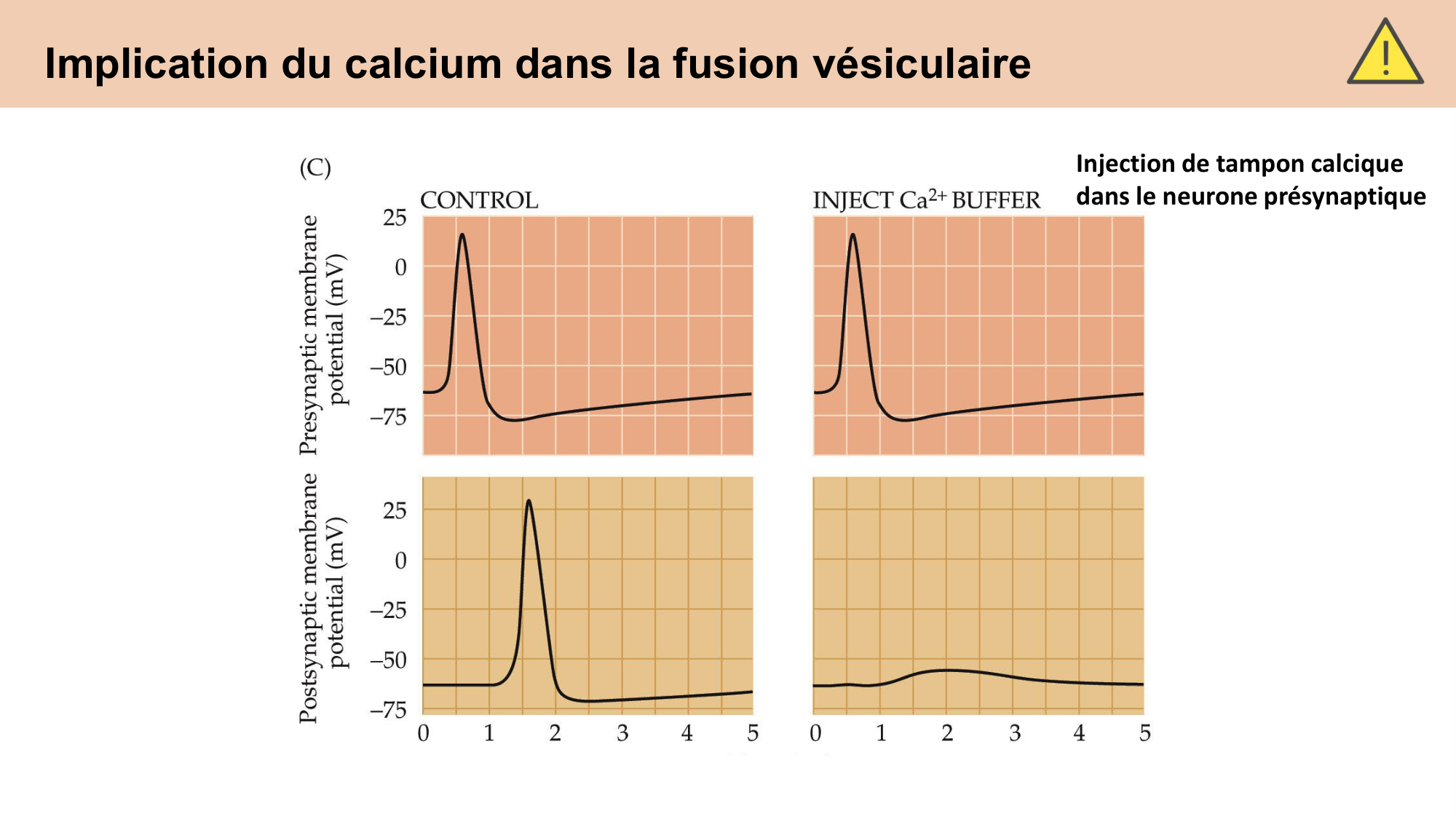 CARLETON cours 2025 Transmission Synaptique Plasticité 1 page 32
