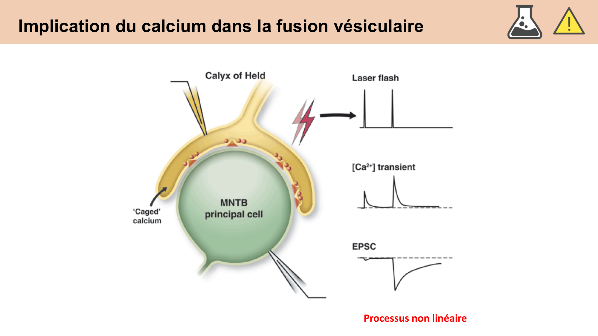 CARLETON cours 2025 Transmission Synaptique Plasticité 1 page 33
