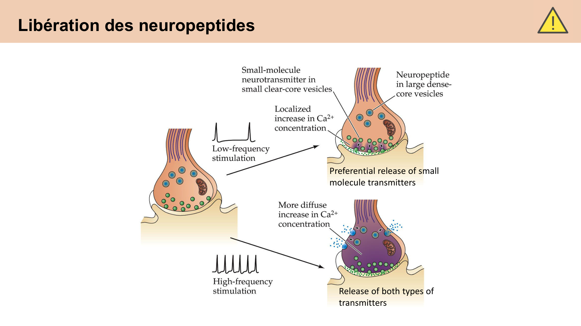 CARLETON cours 2025 Transmission Synaptique Plasticité 1 page 34