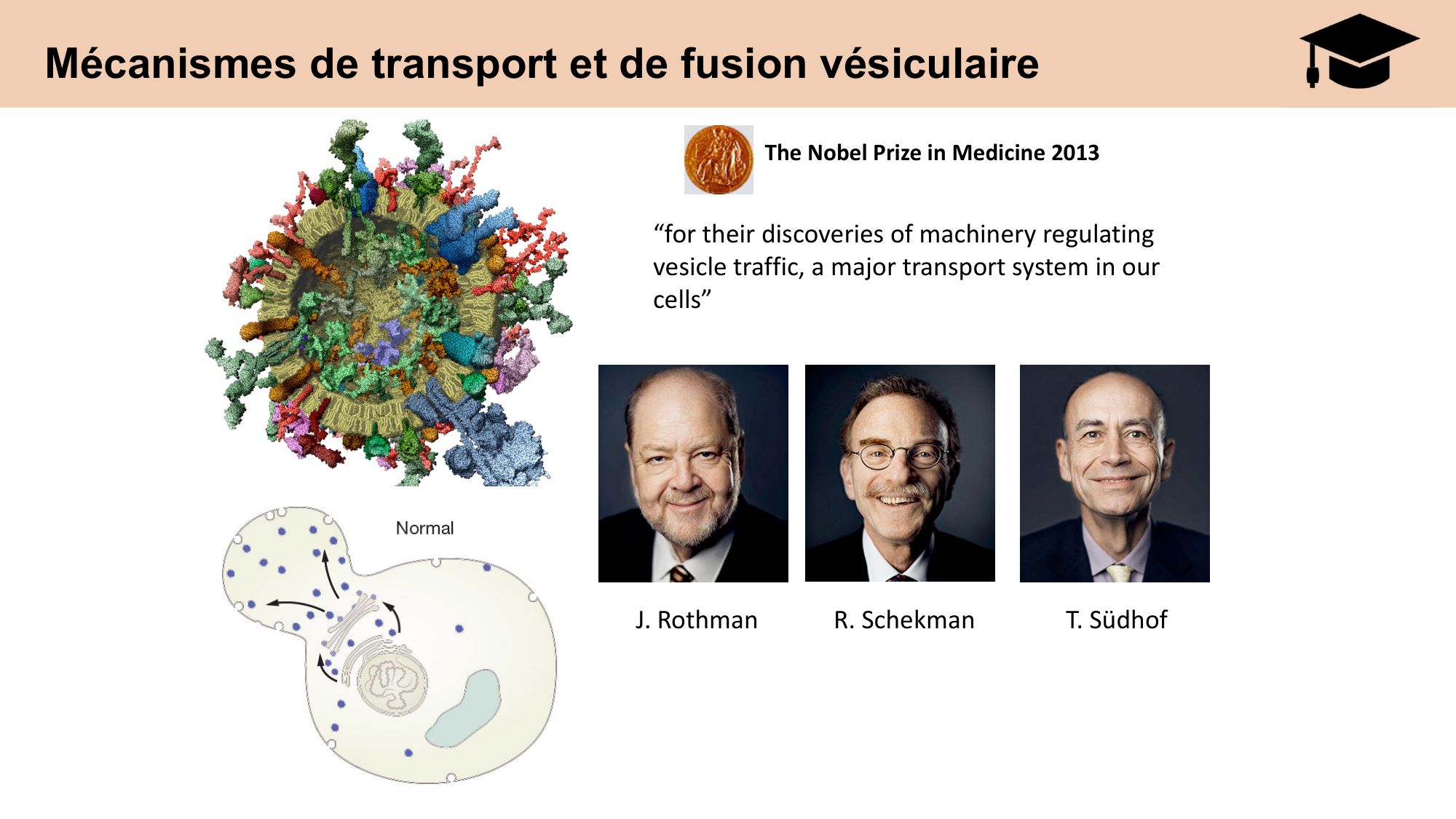 CARLETON cours 2025 Transmission Synaptique Plasticité 1 page 35