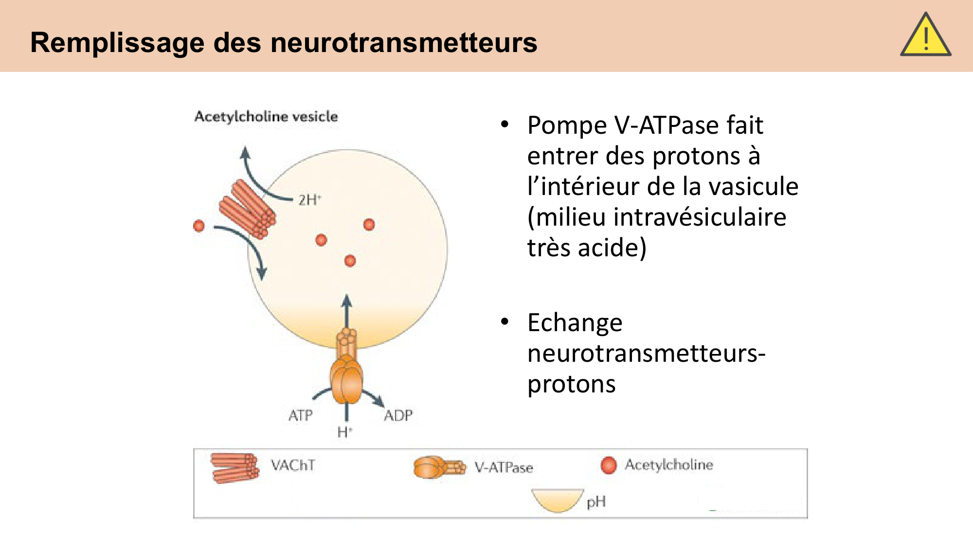 CARLETON cours 2025 Transmission Synaptique Plasticité 1 page 37