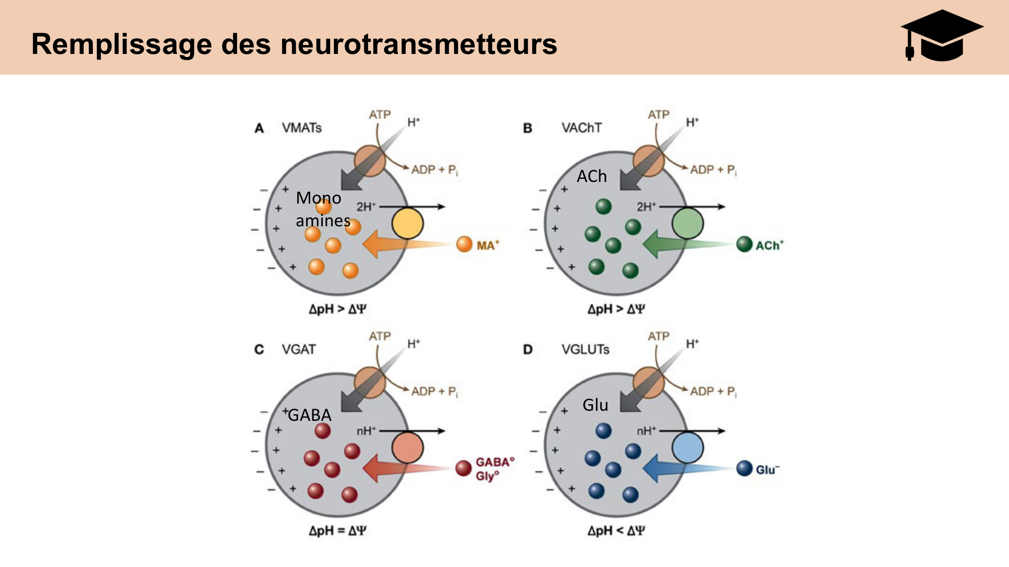 CARLETON cours 2025 Transmission Synaptique Plasticité 1 page 38