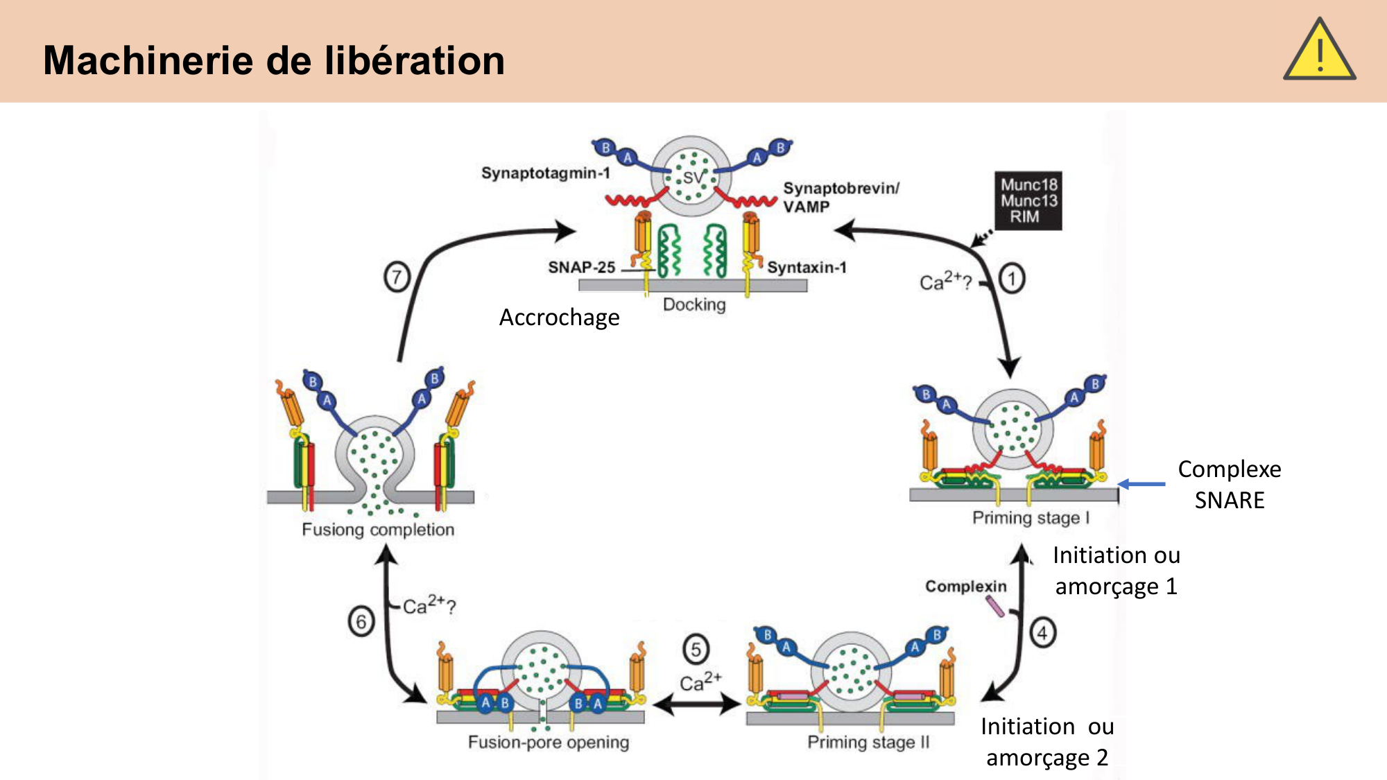 CARLETON cours 2025 Transmission Synaptique Plasticité 1 page 39