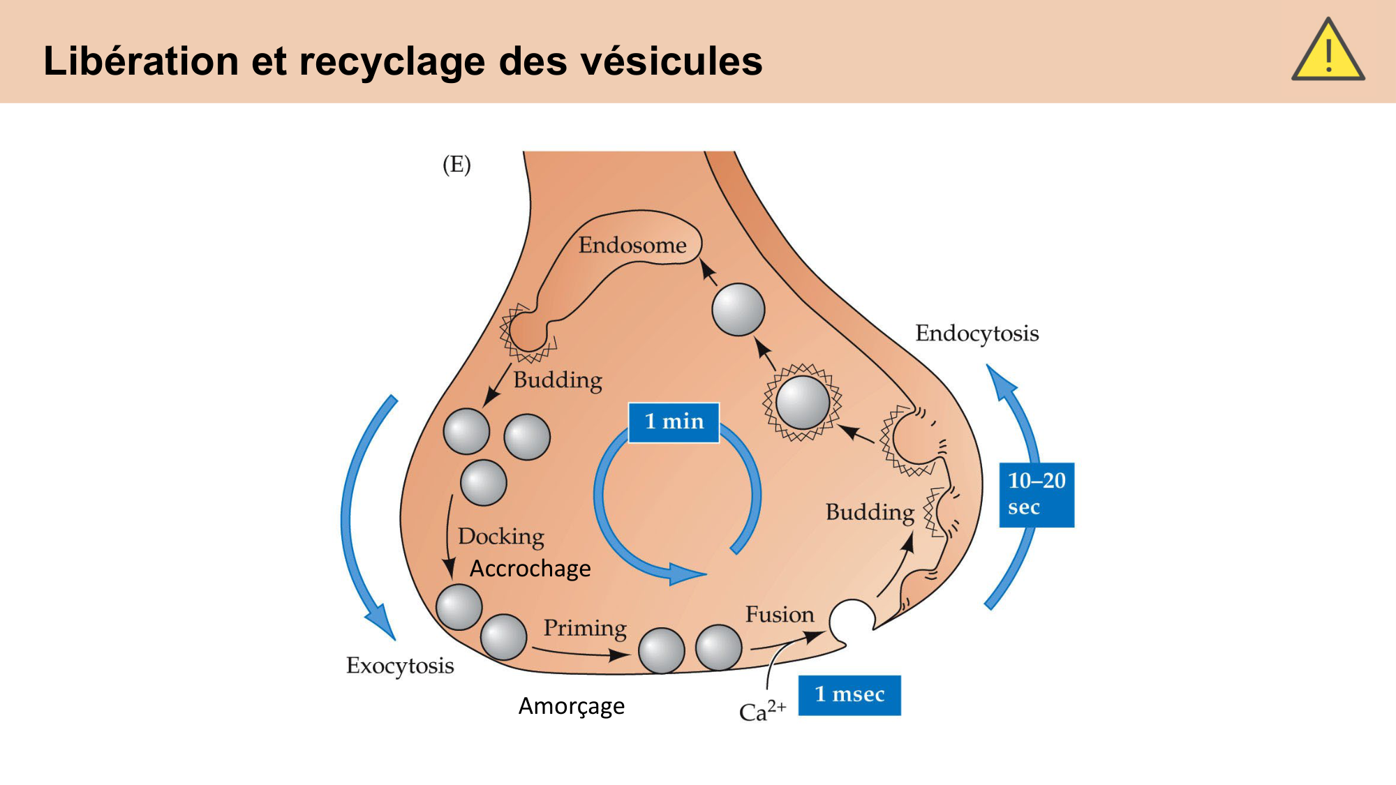 CARLETON cours 2025 Transmission Synaptique Plasticité 1 page 40