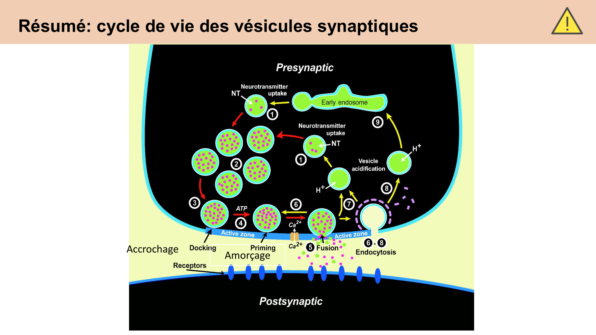 CARLETON cours 2025 Transmission Synaptique Plasticité 1 page 41