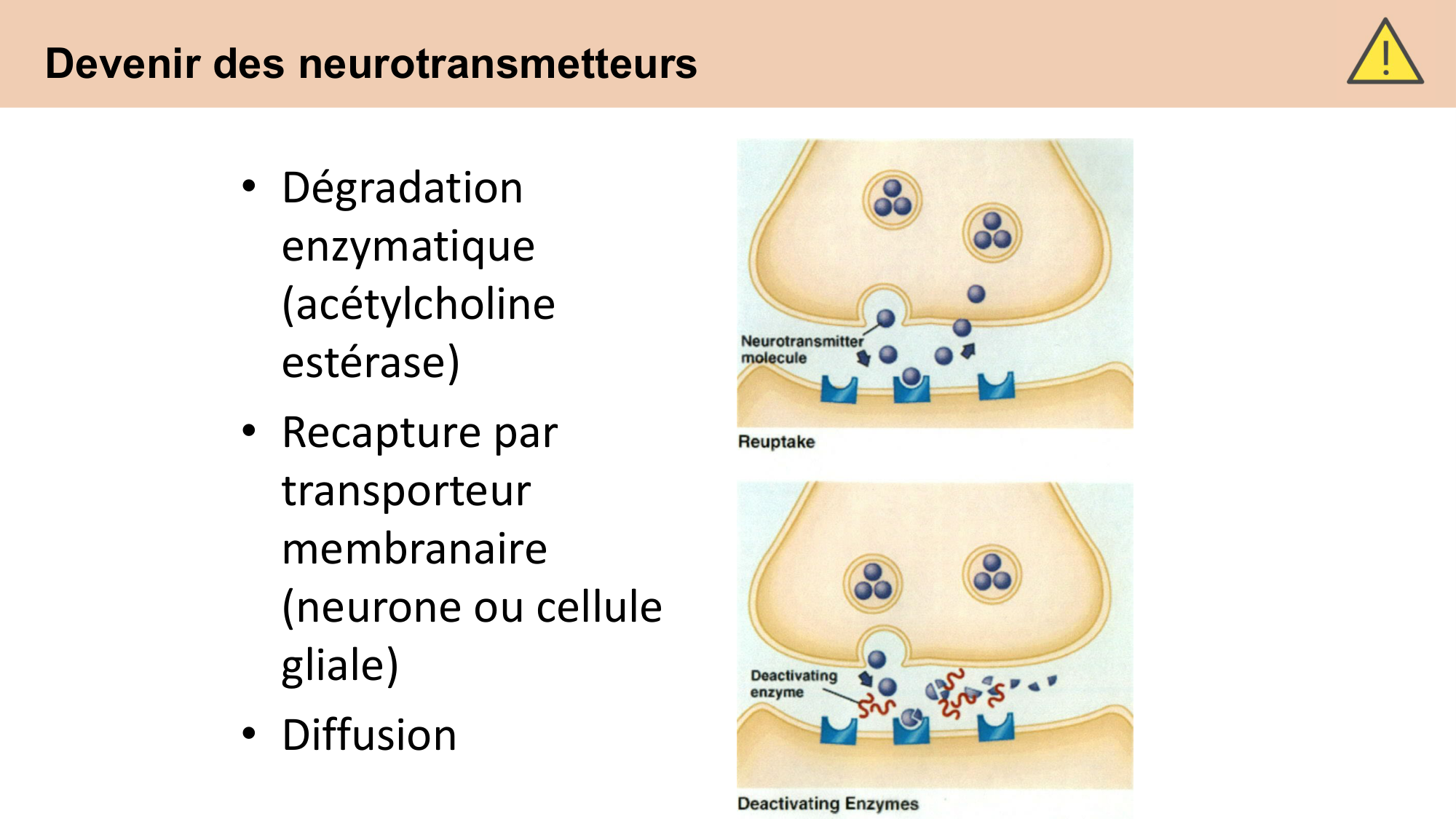 CARLETON cours 2025 Transmission Synaptique Plasticité 1 page 42