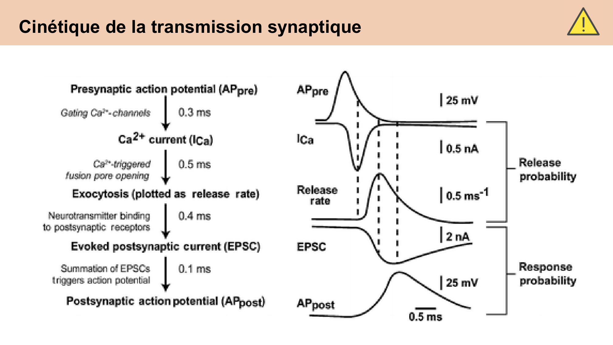 CARLETON cours 2025 Transmission Synaptique Plasticité 1 page 43