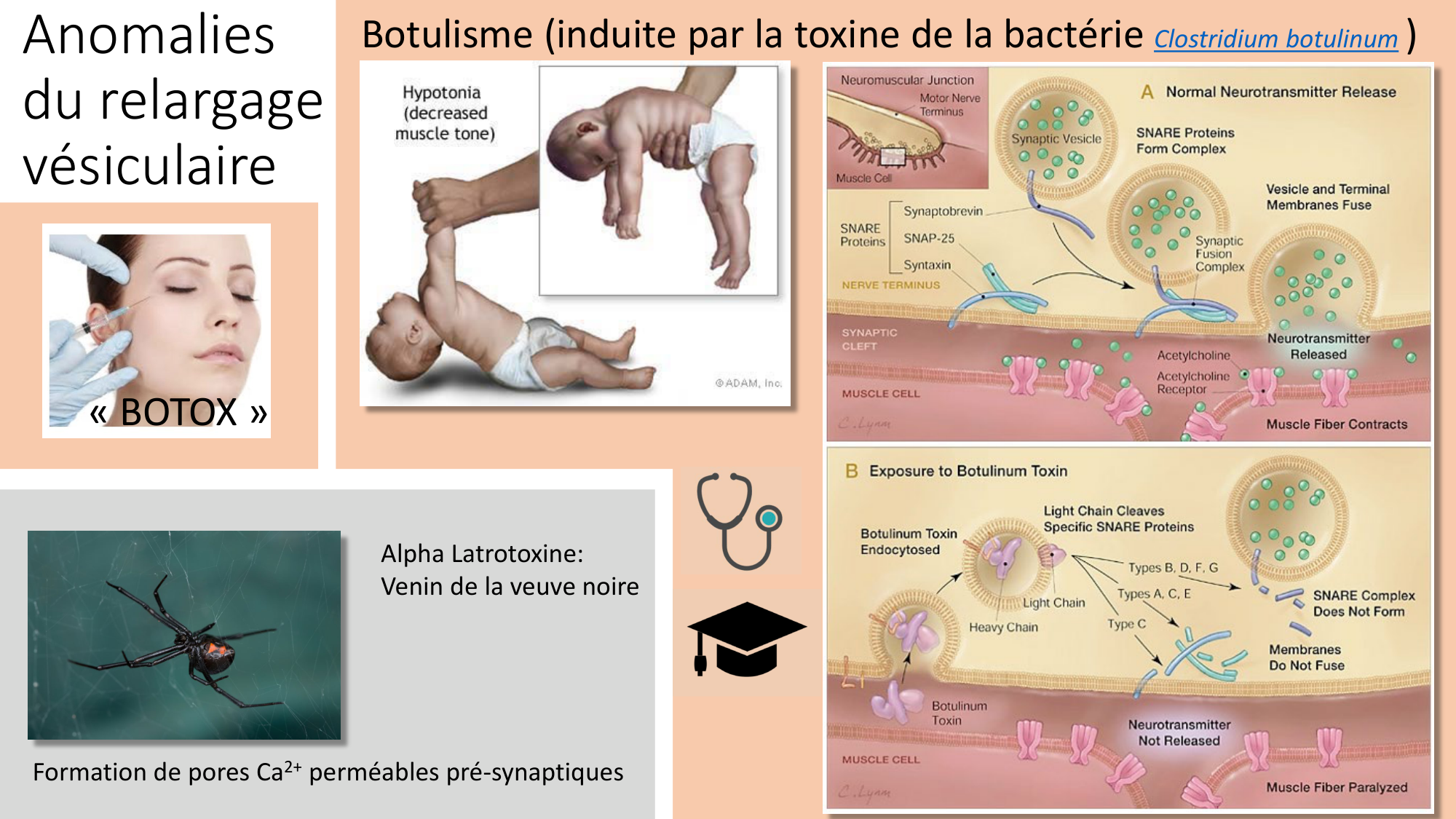 CARLETON cours 2025 Transmission Synaptique Plasticité 1 page 44