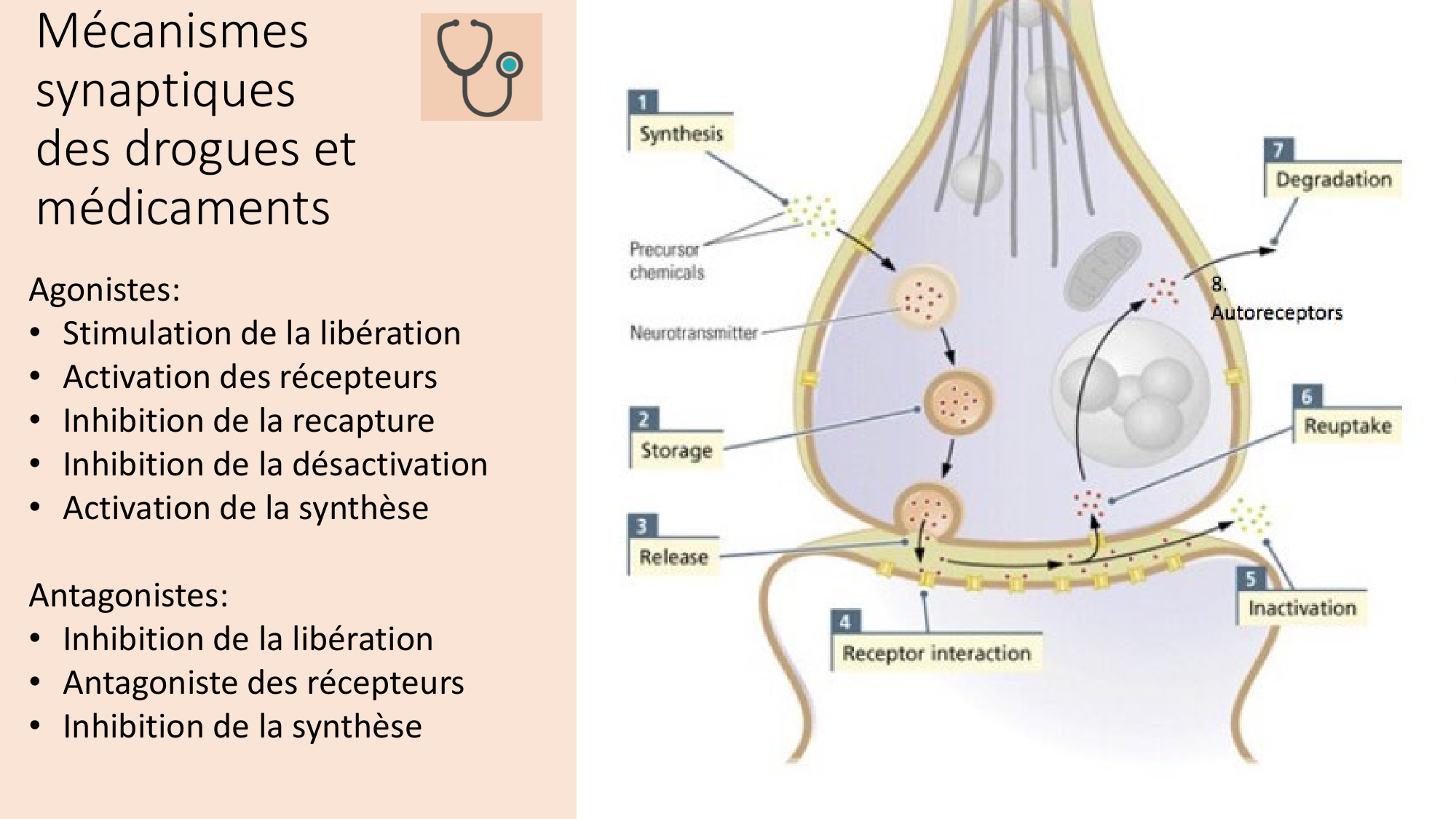 CARLETON cours 2025 Transmission Synaptique Plasticité 1 page 45