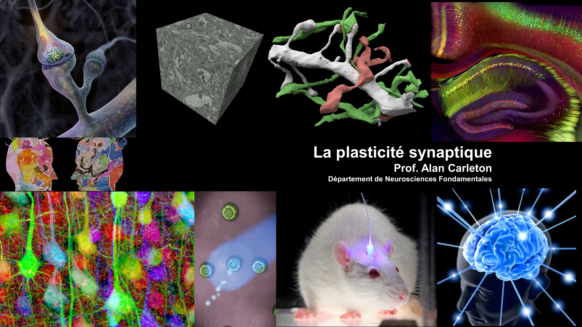CARLETON cours 2025 Transmission Synaptique Plasticité 2 page 1