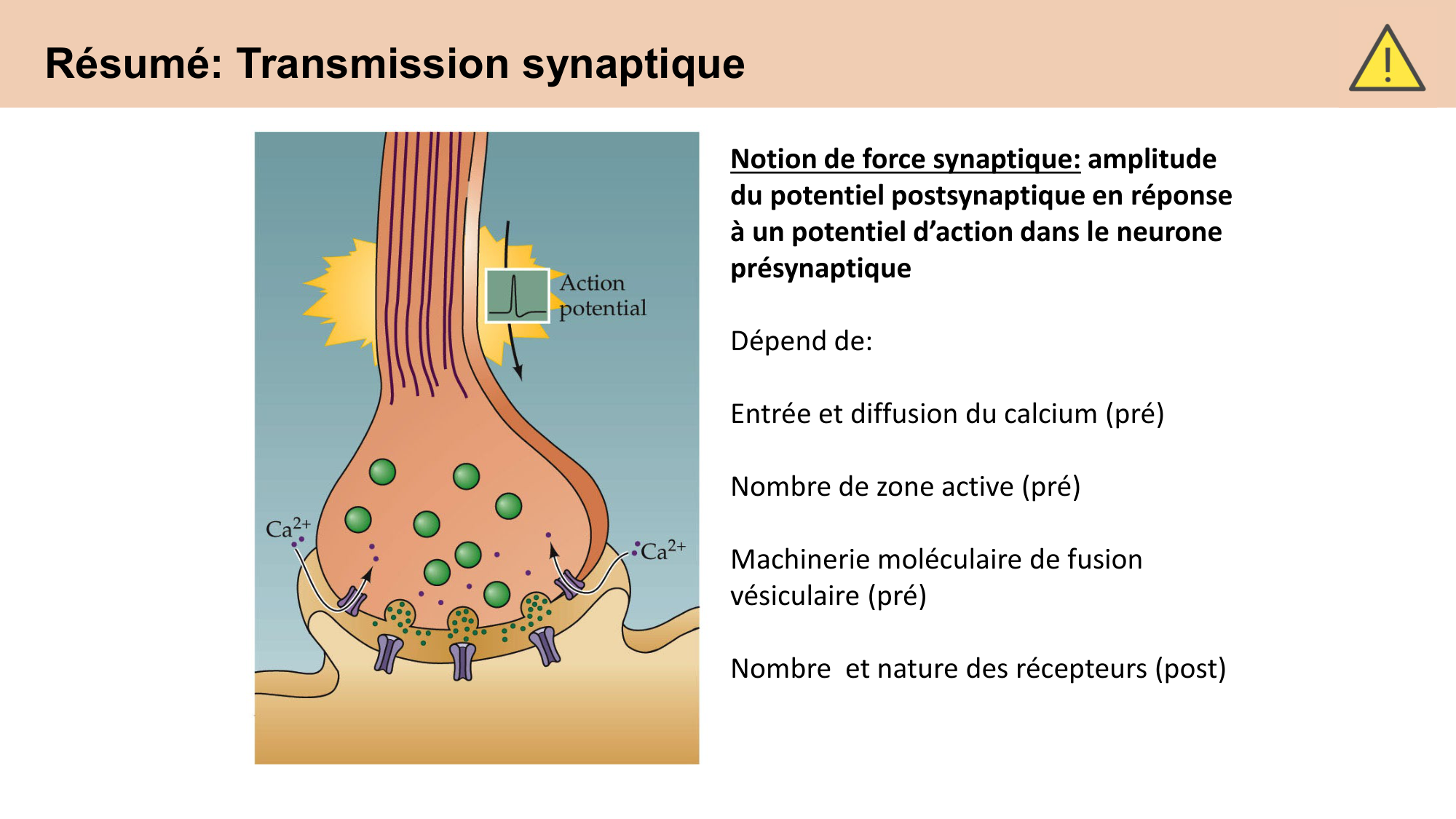 CARLETON cours 2025 Transmission Synaptique Plasticité 2 page 2