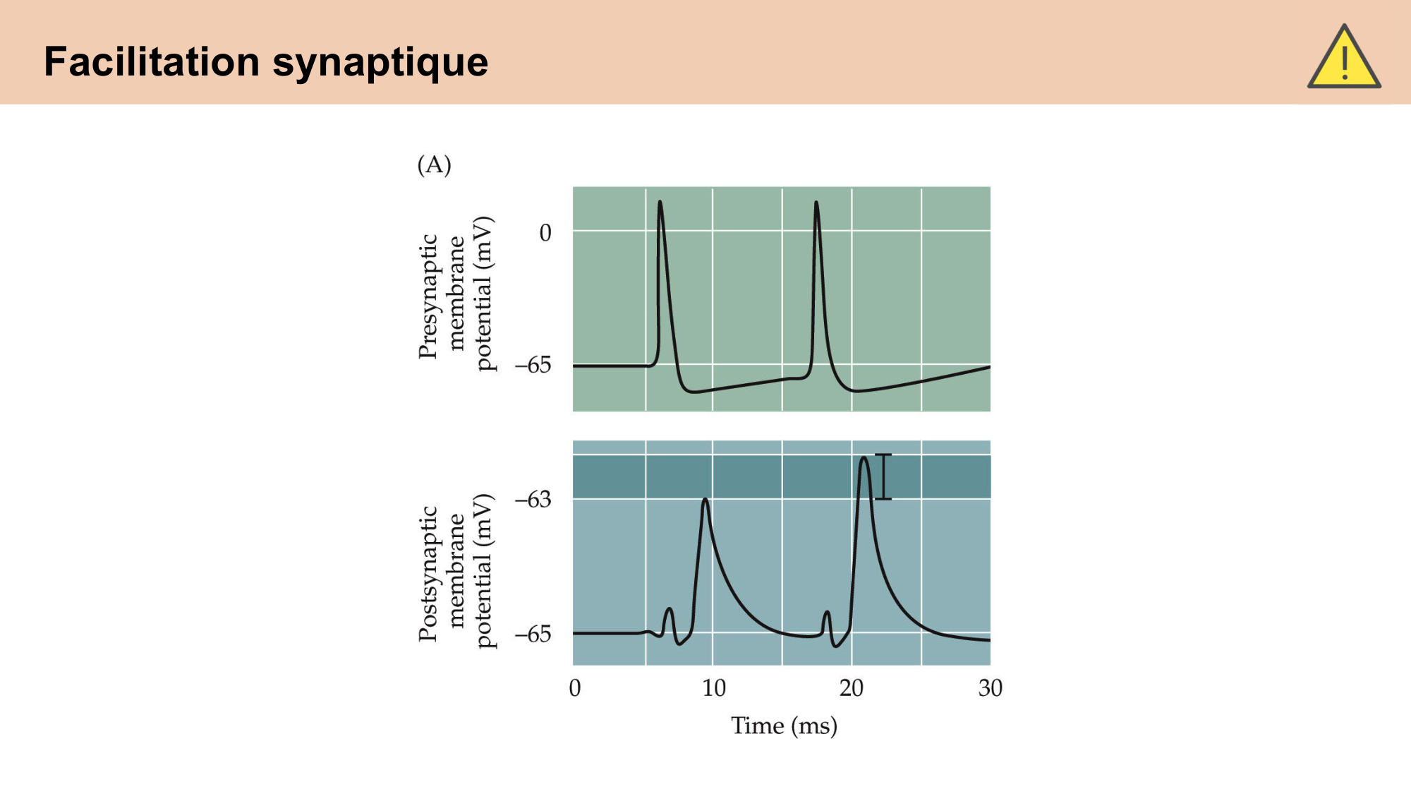 CARLETON cours 2025 Transmission Synaptique Plasticité 2 page 6