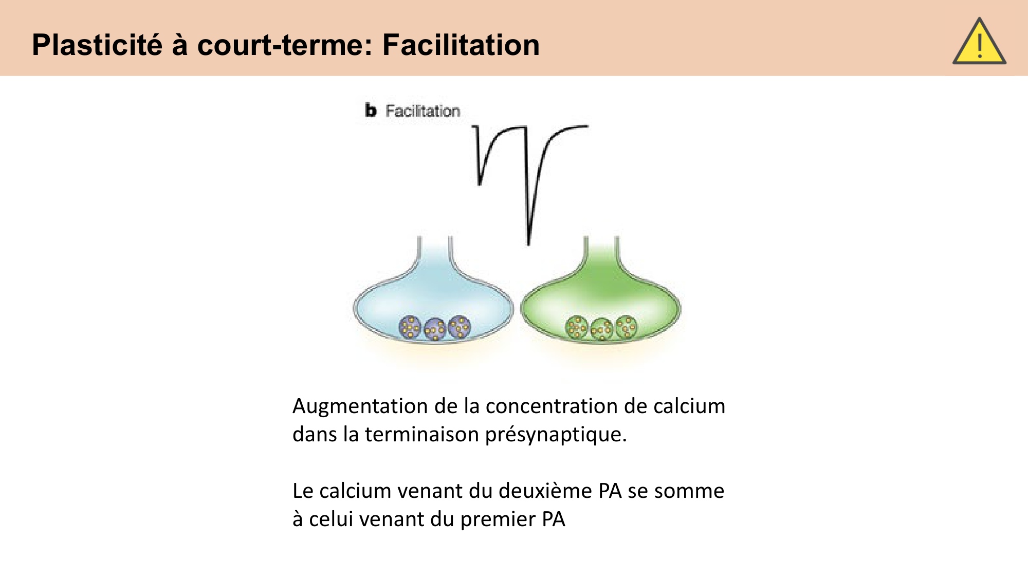 CARLETON cours 2025 Transmission Synaptique Plasticité 2 page 9