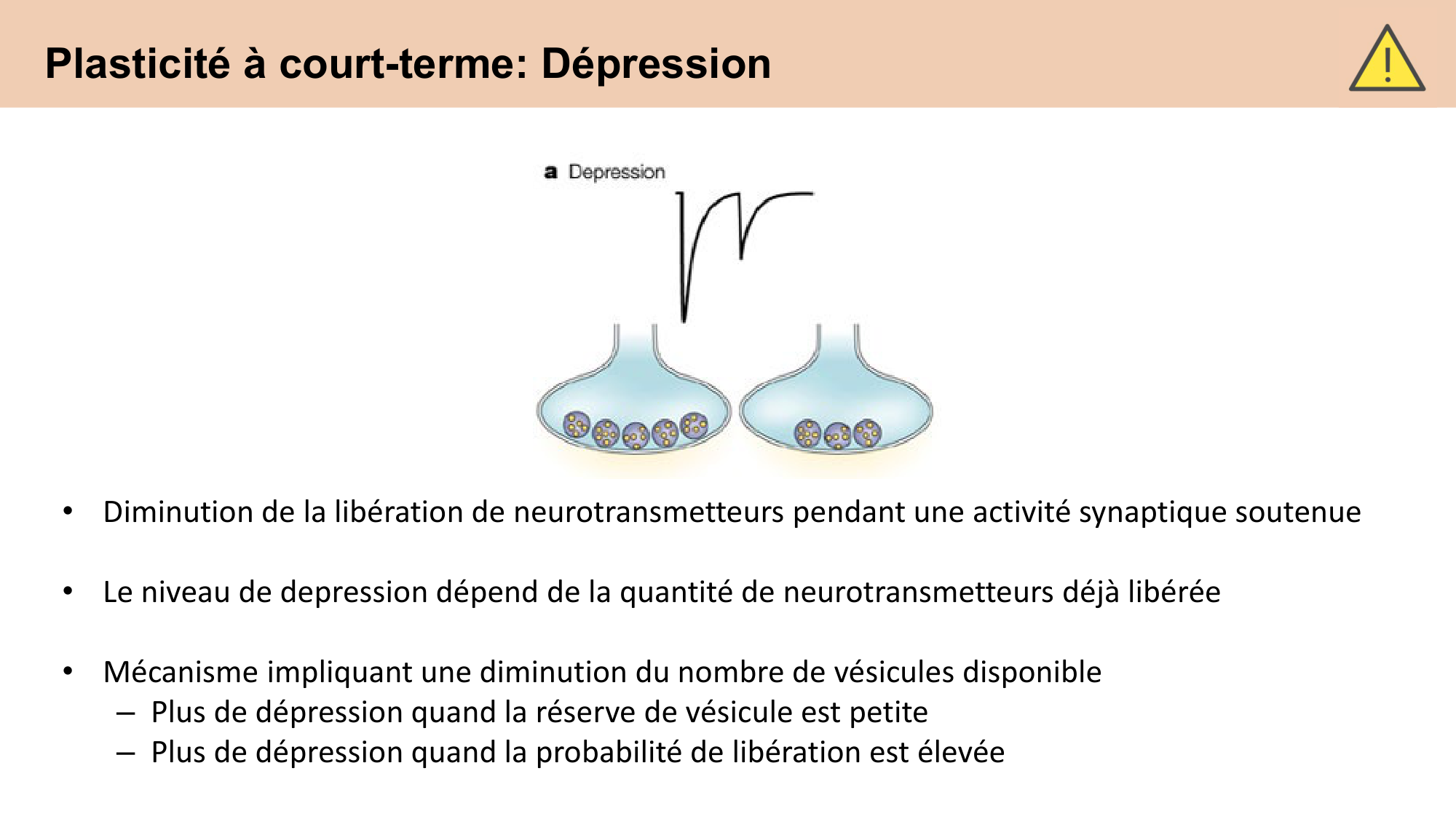CARLETON cours 2025 Transmission Synaptique Plasticité 2 page 10