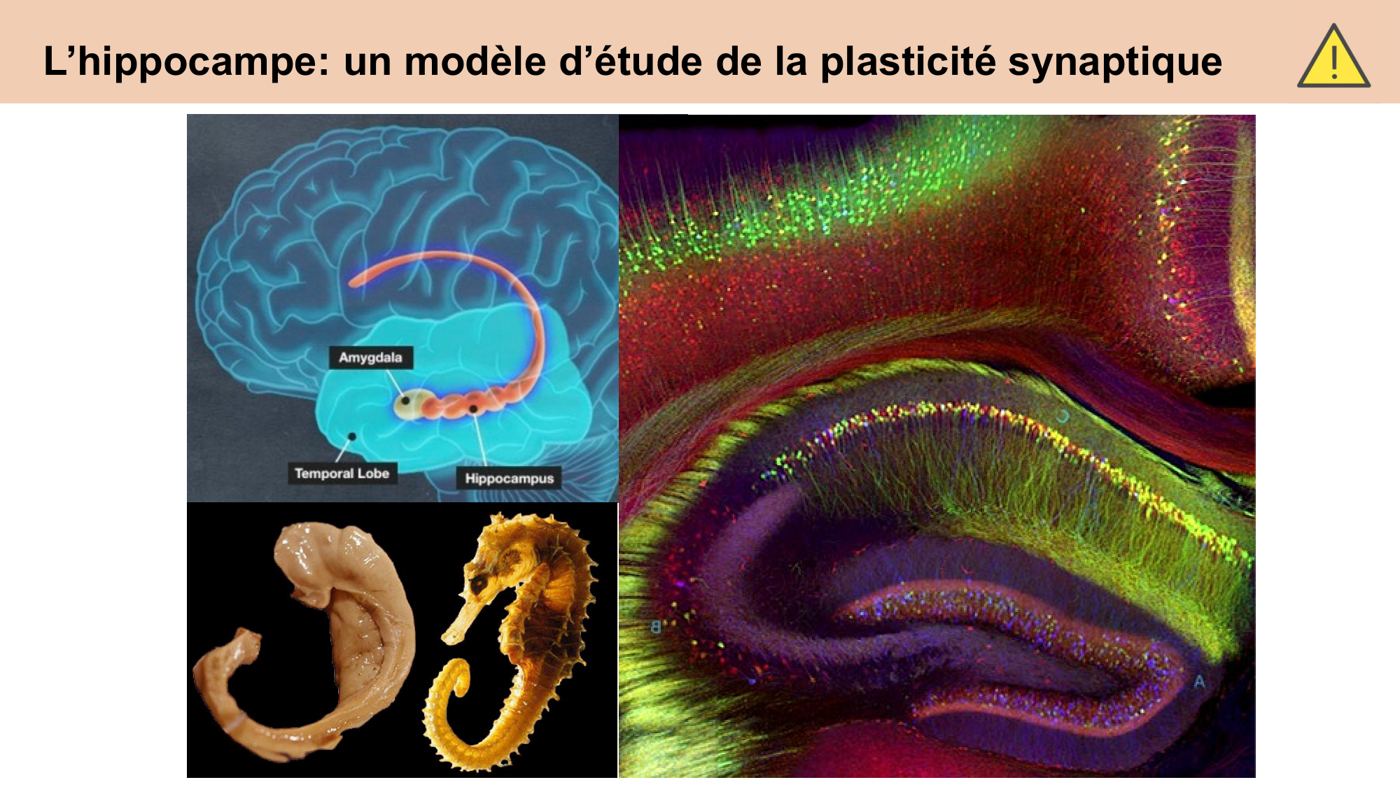 CARLETON cours 2025 Transmission Synaptique Plasticité 2 page 11