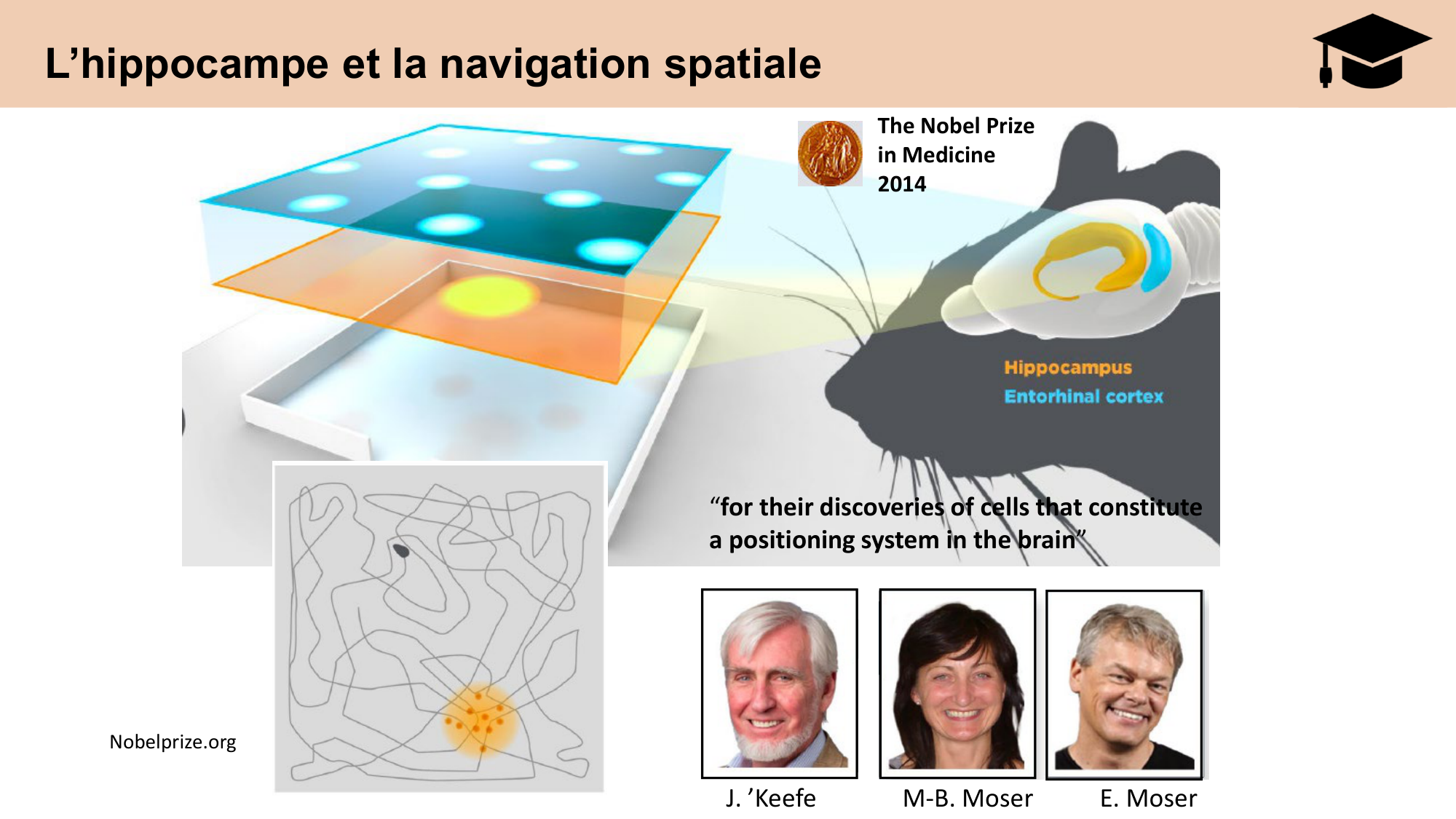 CARLETON cours 2025 Transmission Synaptique Plasticité 2 page 13