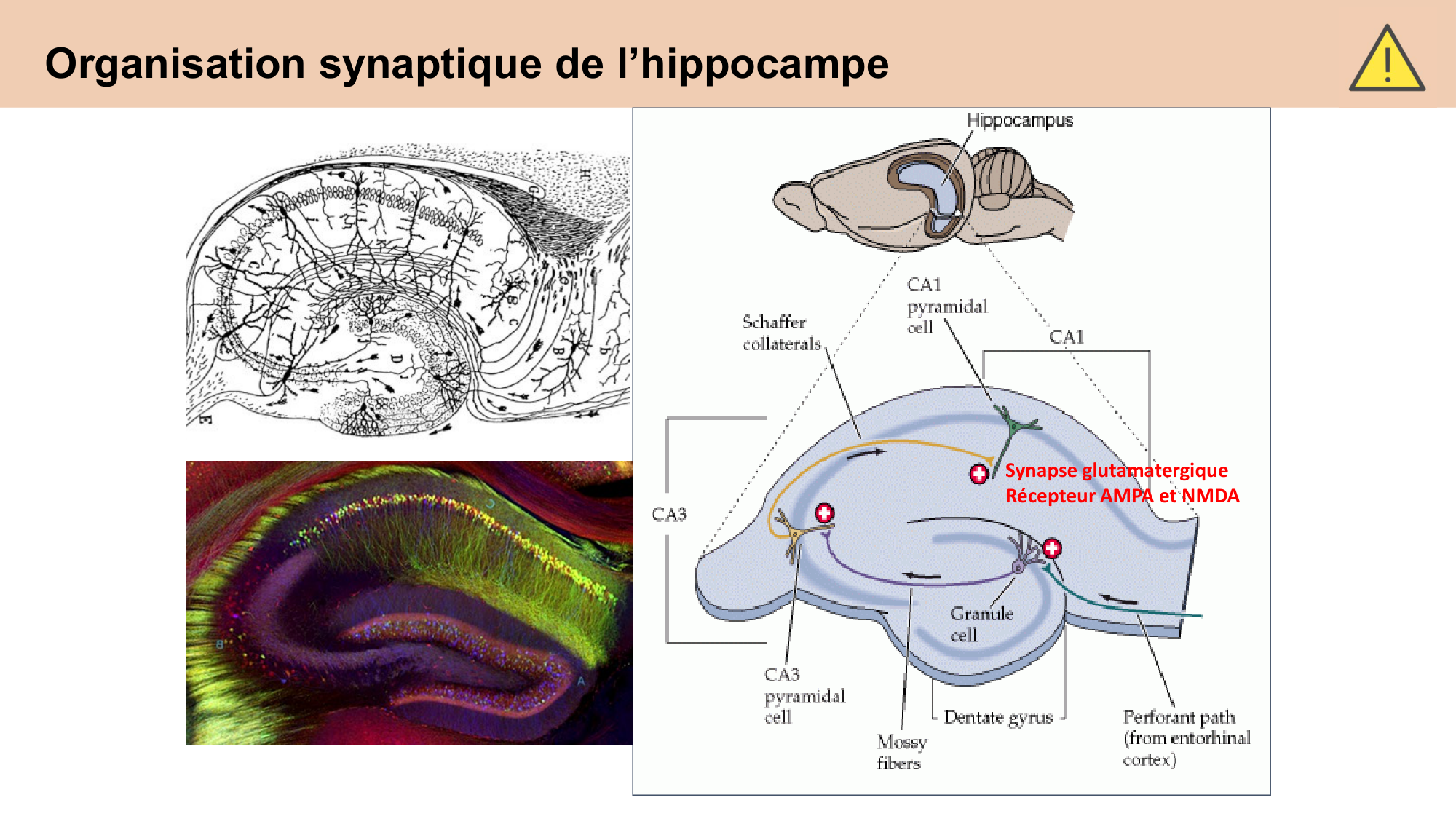 CARLETON cours 2025 Transmission Synaptique Plasticité 2 page 14
