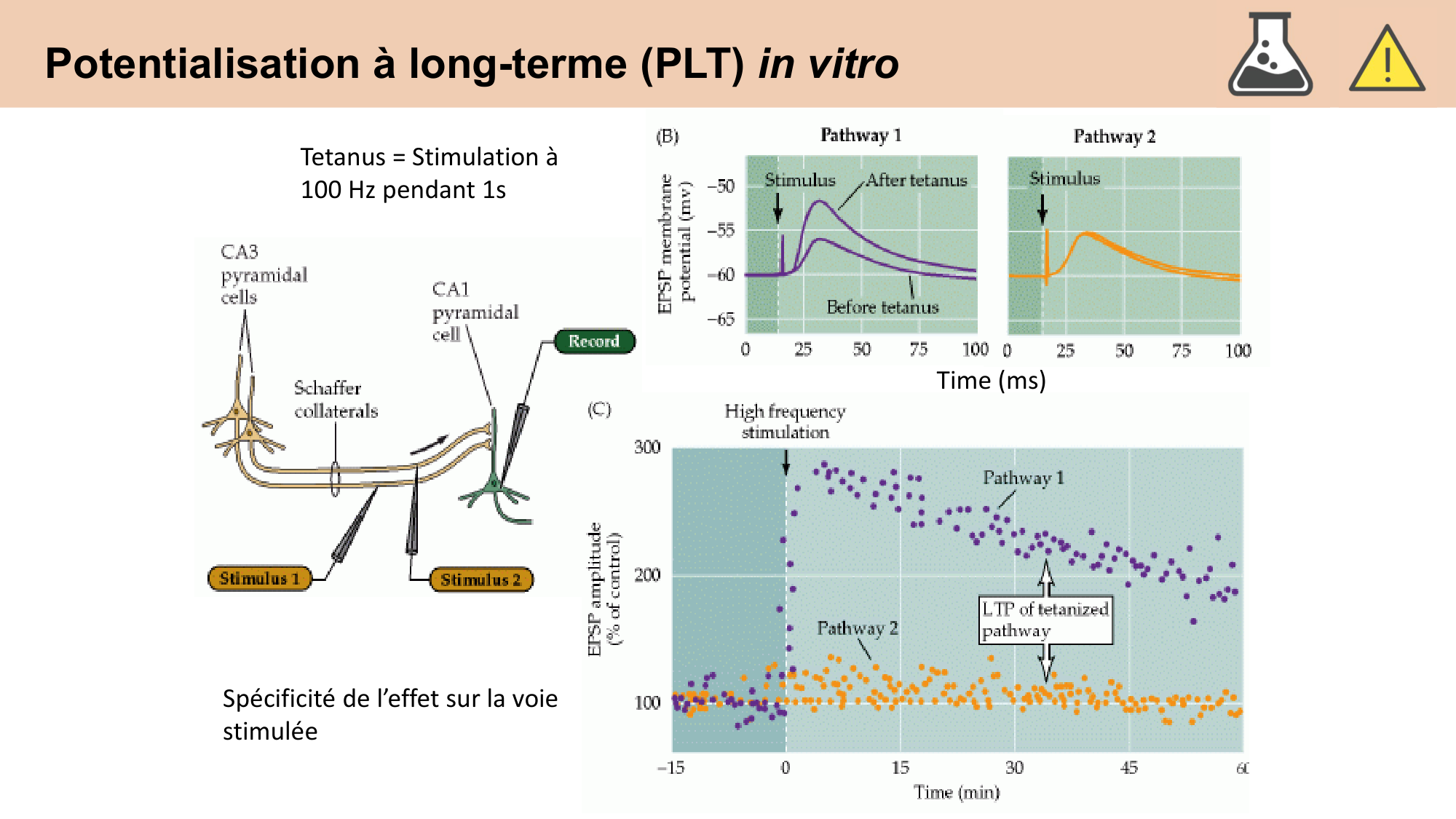 CARLETON cours 2025 Transmission Synaptique Plasticité 2 page 15