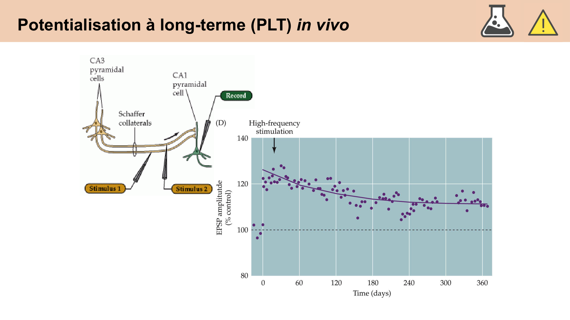 CARLETON cours 2025 Transmission Synaptique Plasticité 2 page 16