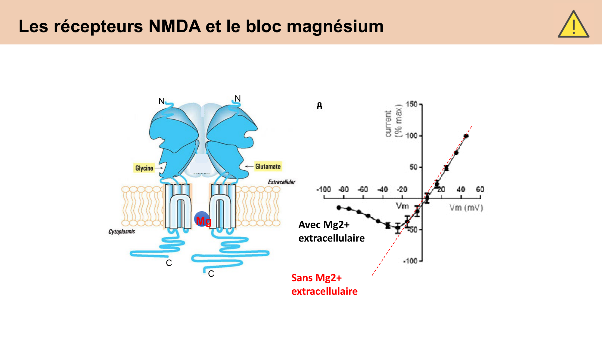 CARLETON cours 2025 Transmission Synaptique Plasticité 2 page 17