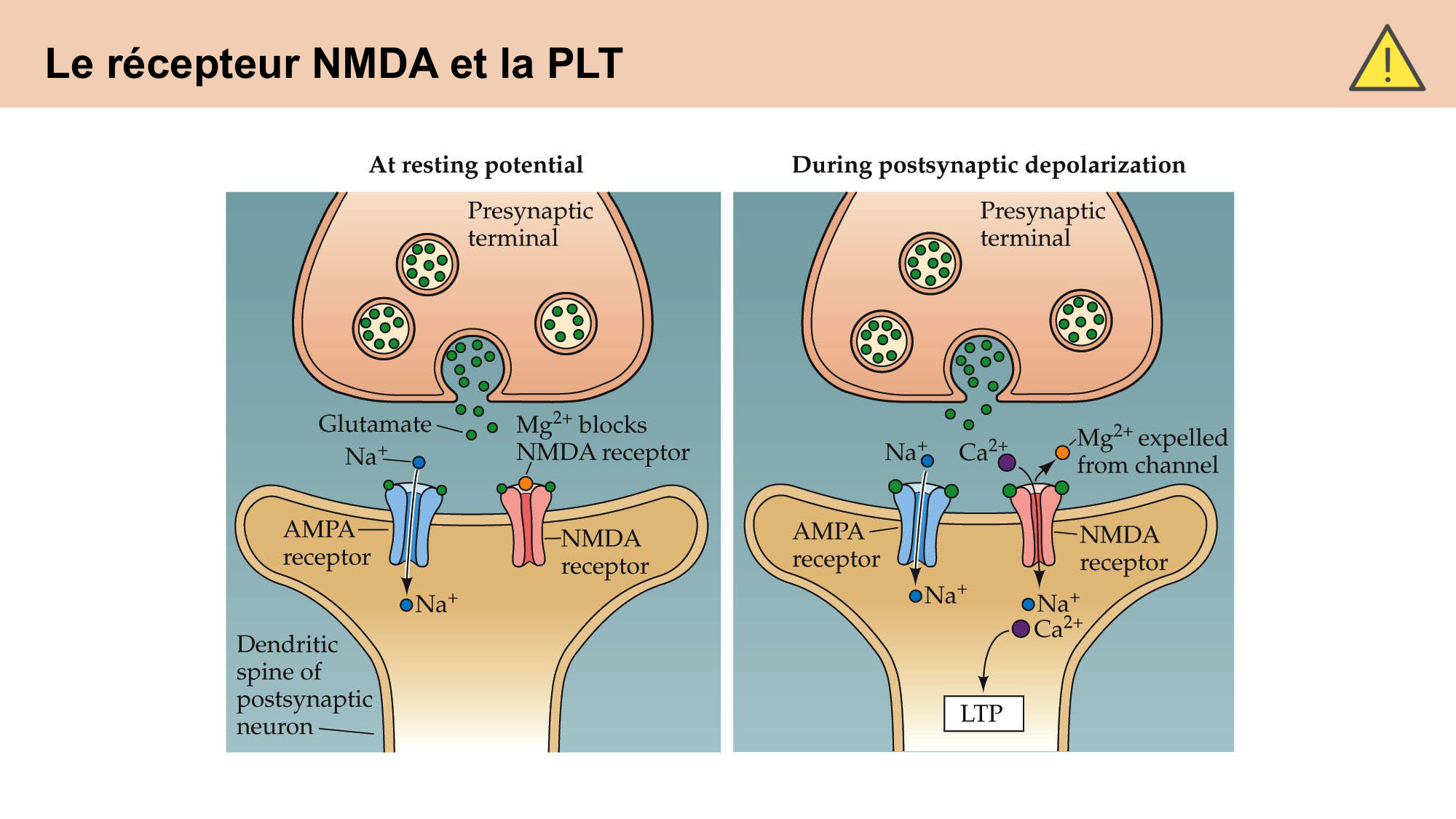 CARLETON cours 2025 Transmission Synaptique Plasticité 2 page 18