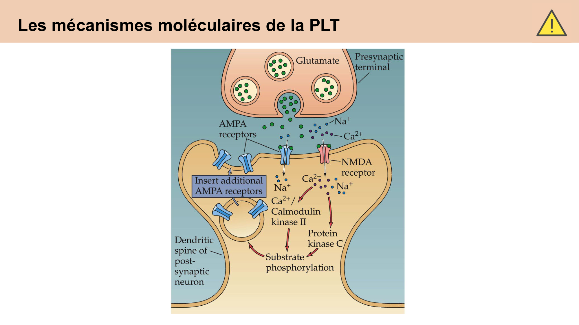 CARLETON cours 2025 Transmission Synaptique Plasticité 2 page 19