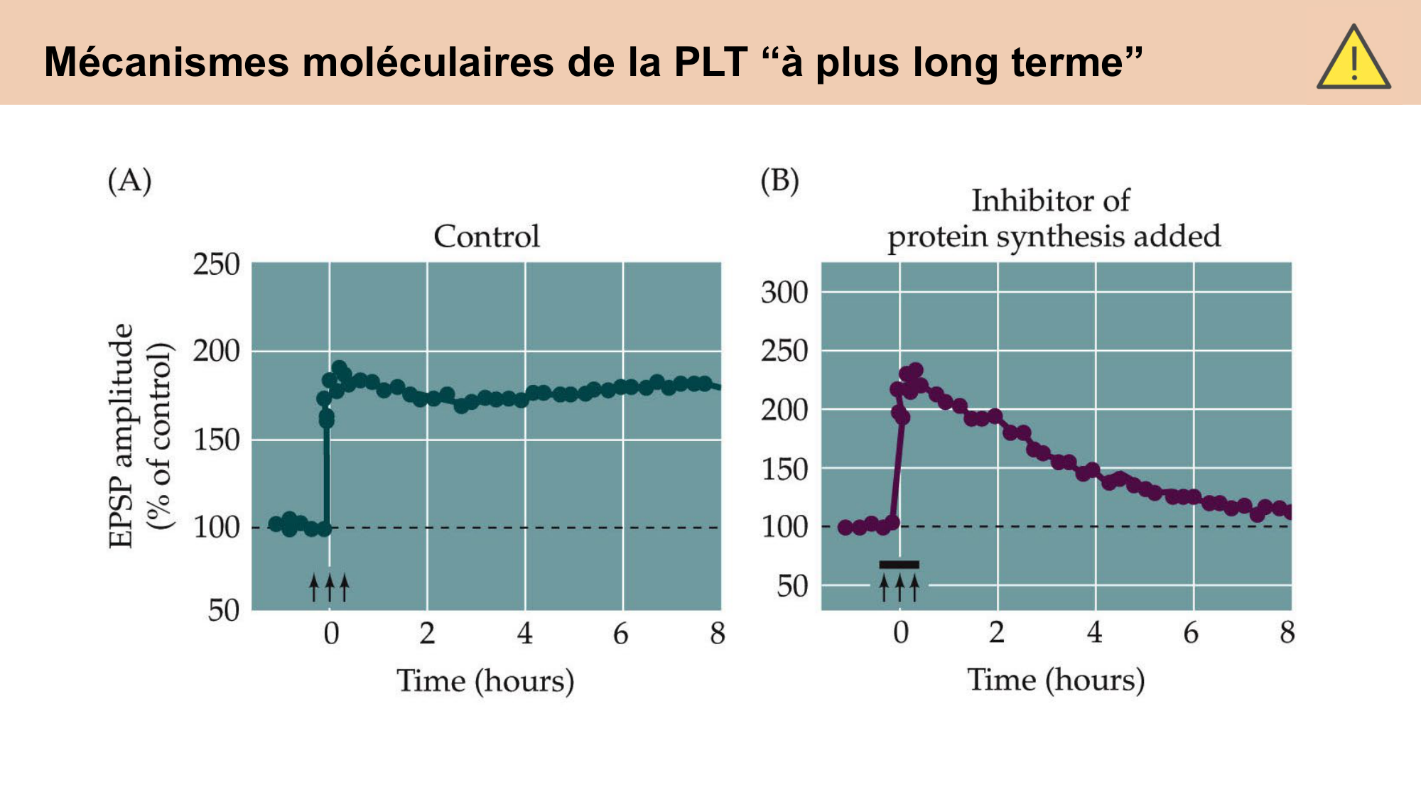 CARLETON cours 2025 Transmission Synaptique Plasticité 2 page 20